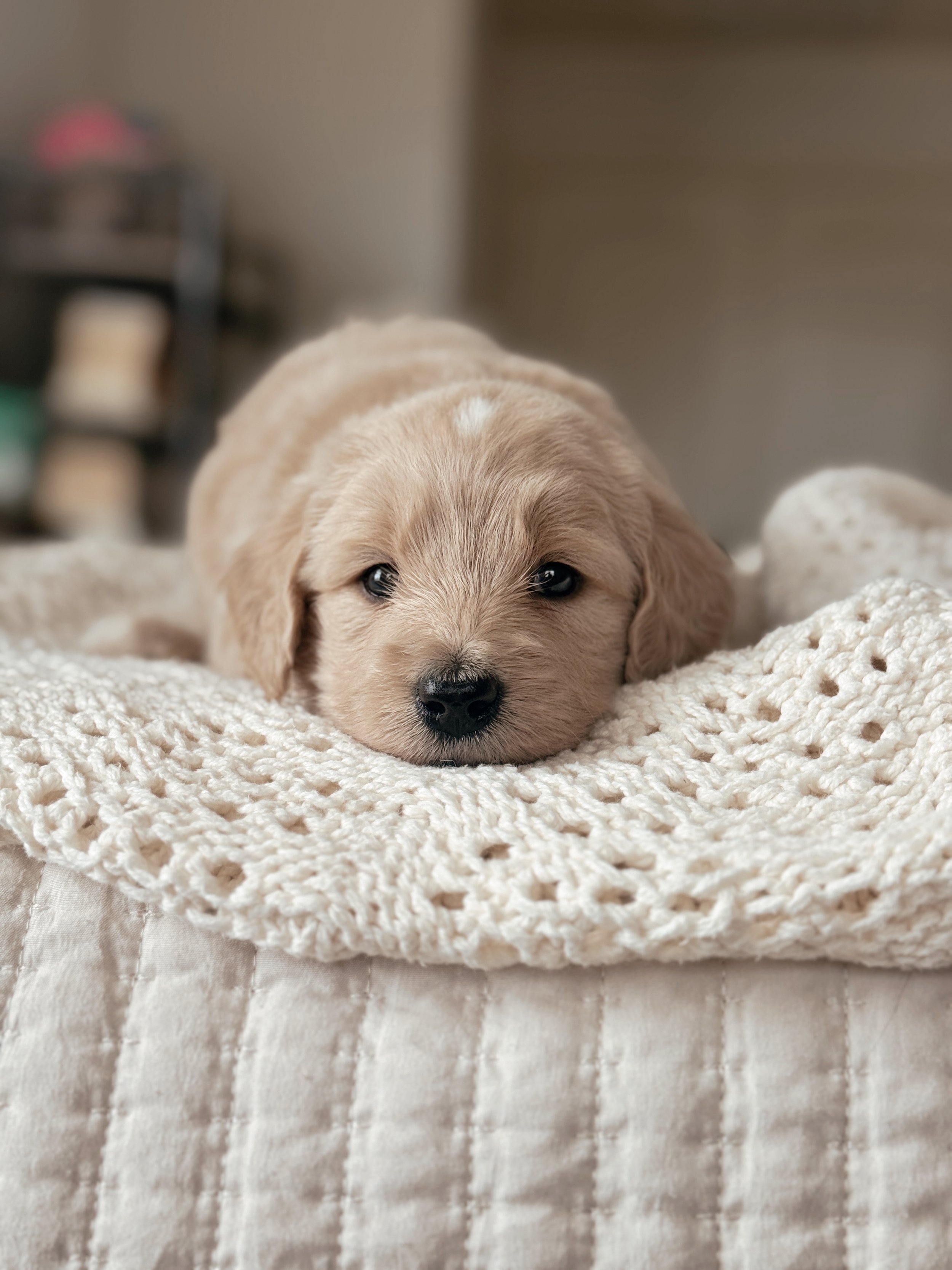 Dolly, a five-week-old F1 Goldendoodle puppy at Desert Ridge Doodles.
