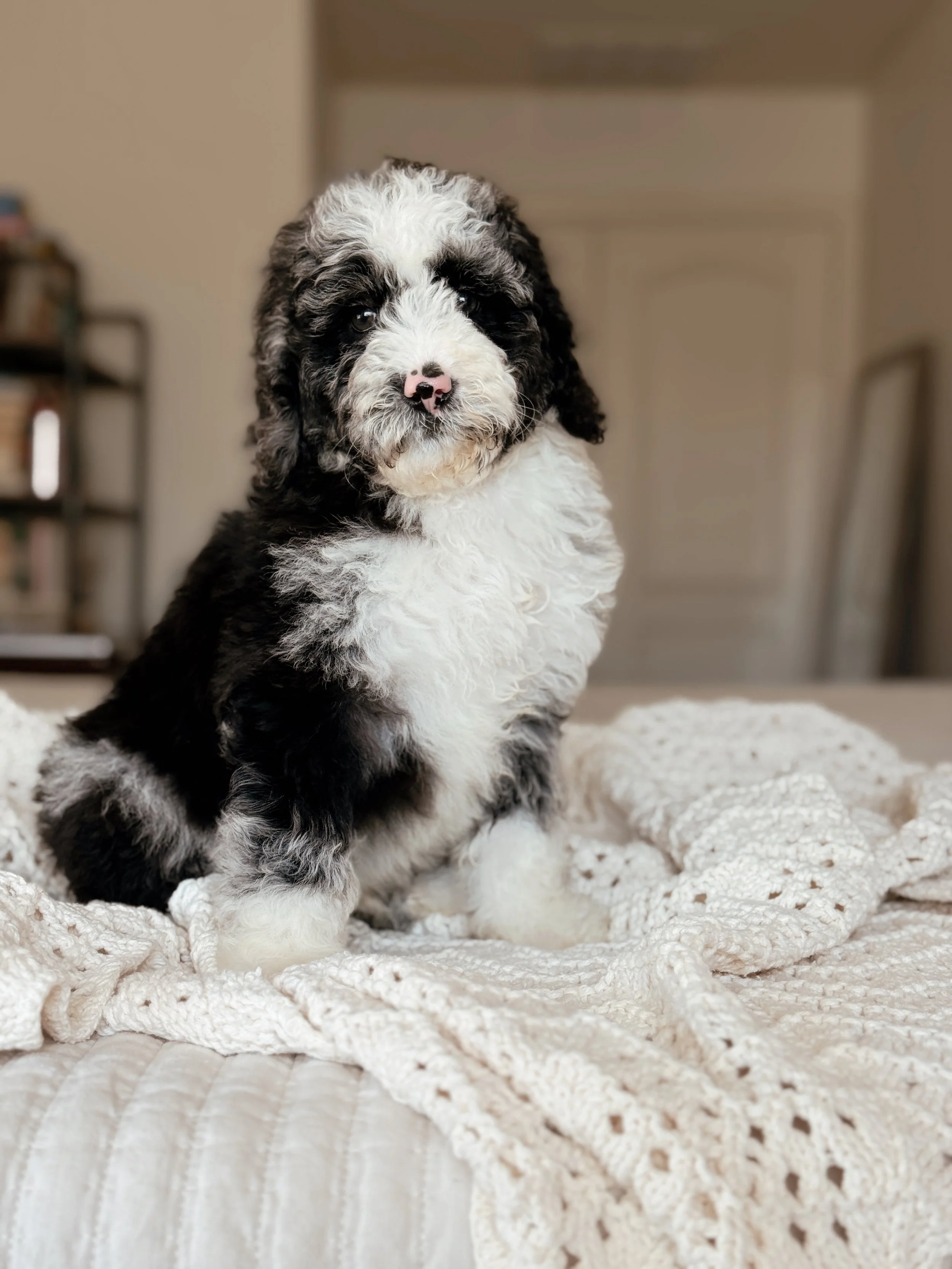 7-week-old Mini Bernedoodle puppy Denali posing for his puppy portrait