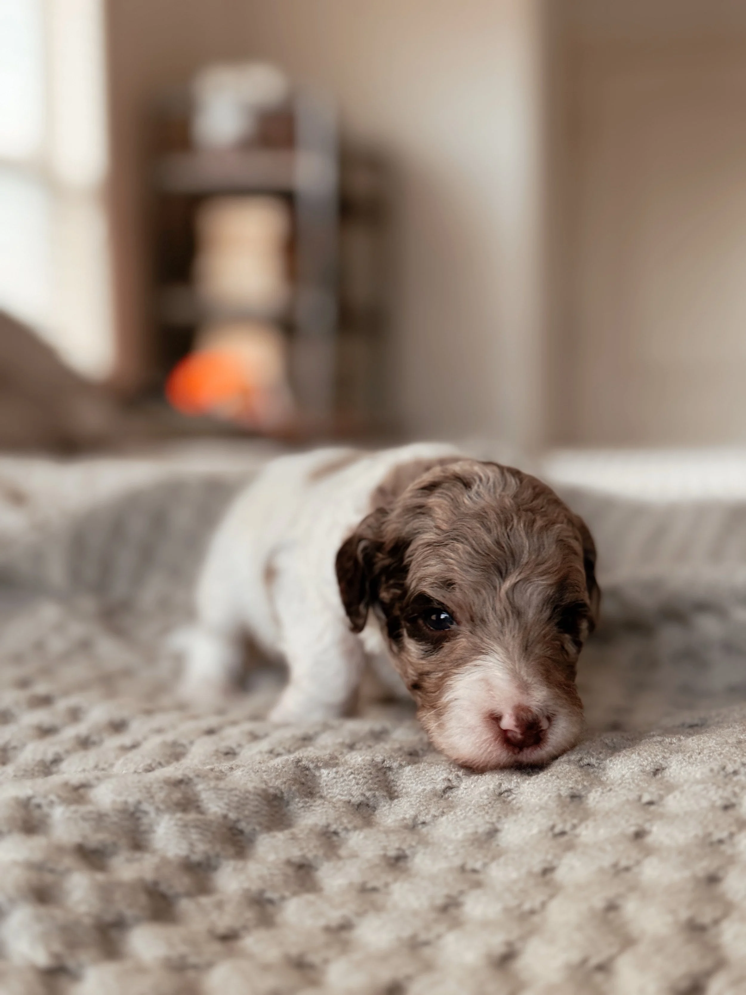 3-week-old Mini Bernedoodle puppy Sequoia during her puppy photos