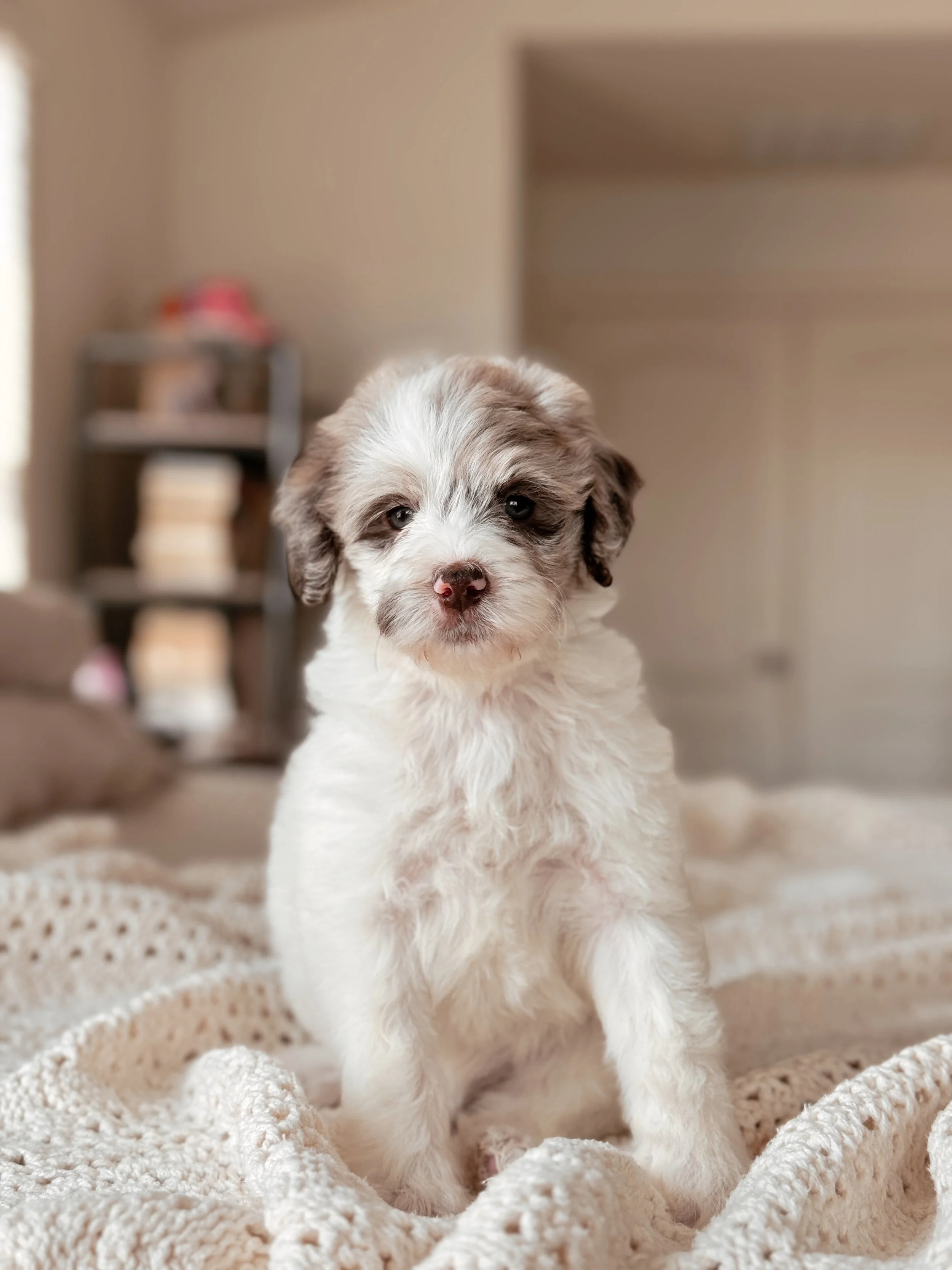 5-week-old Mini Bernedoodle puppy Everglade posing for a portrait