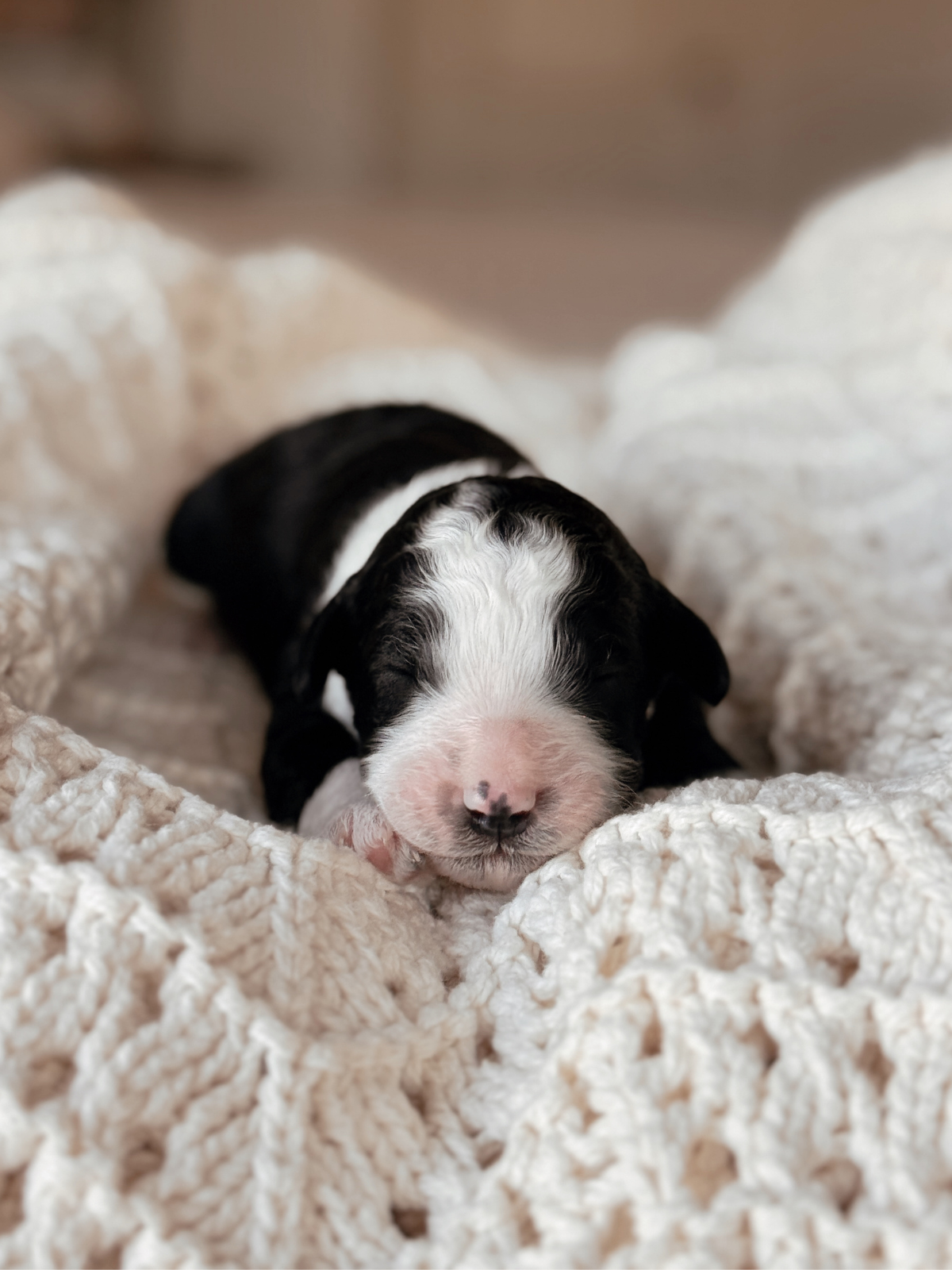 Black and White bicolor mini bernedoodle male puppy in arizona
