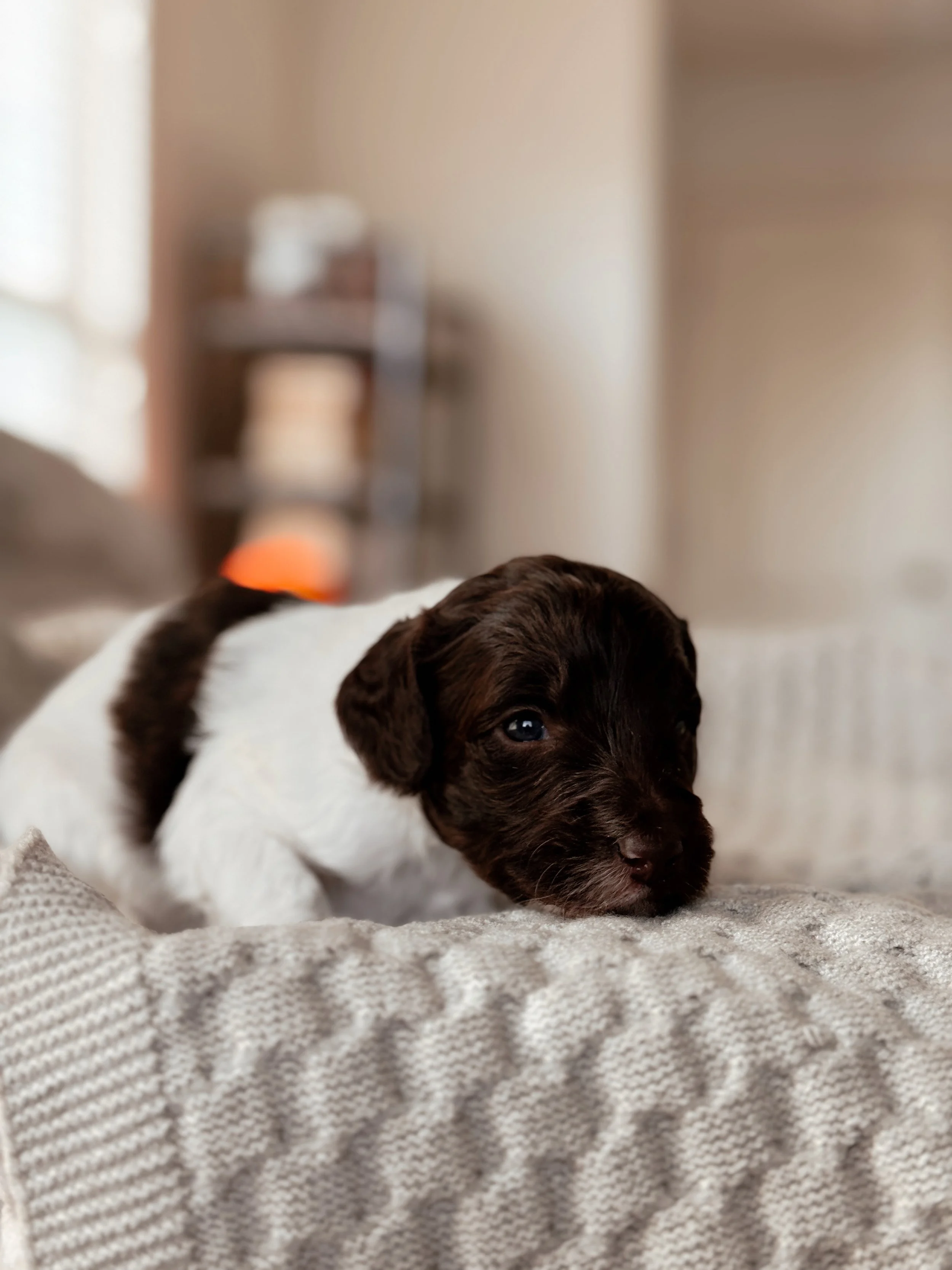 Rocky the Mini Bernedoodle puppy at 3 weeks old
