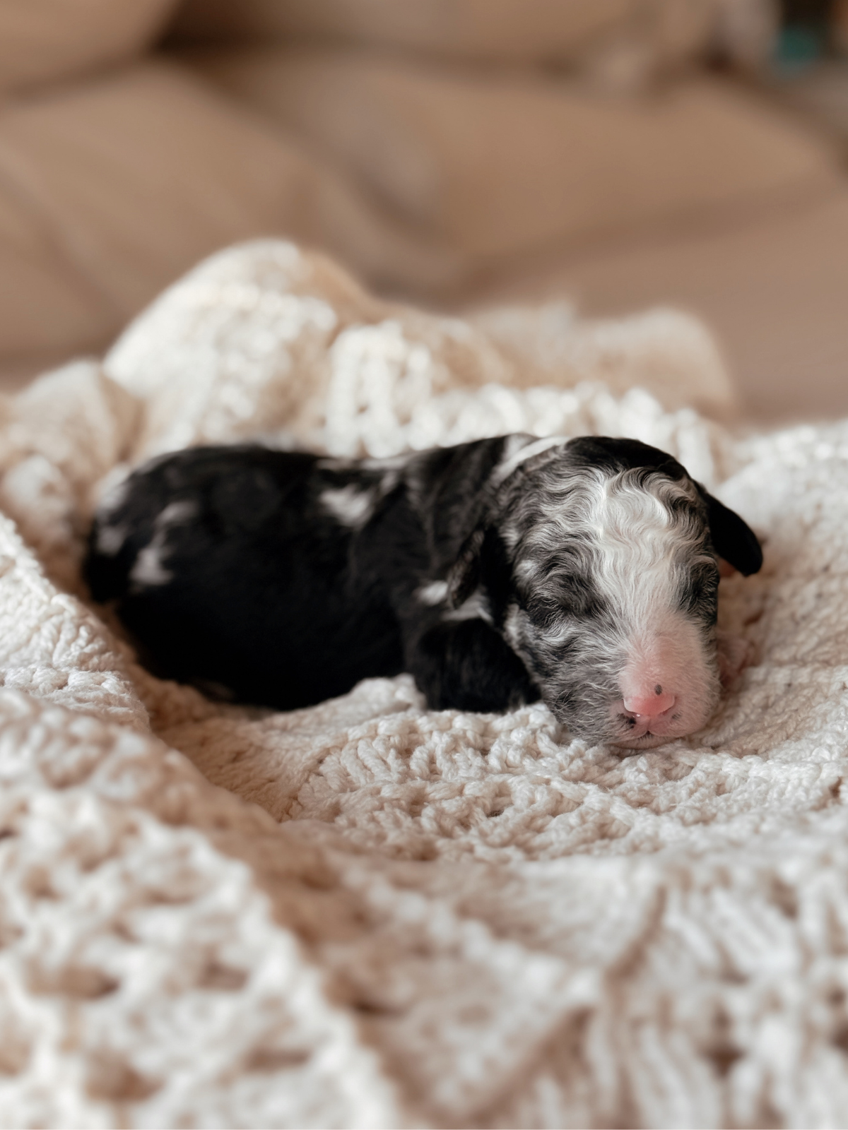 Blue Tweed Merle mini bernedoodle male puppy in arizona