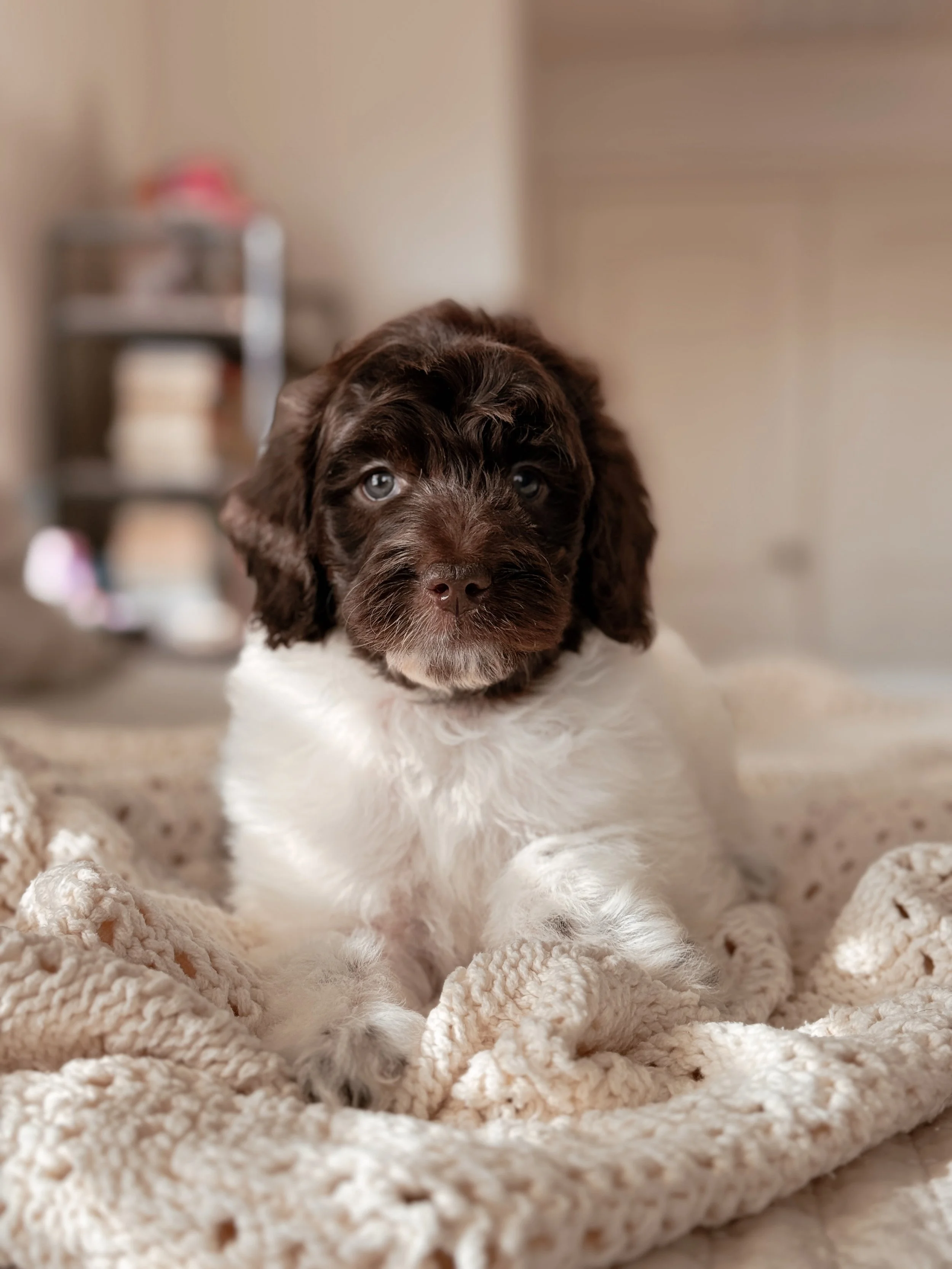 5-week-old Mini Bernedoodle puppy Rocky posing for a portrait