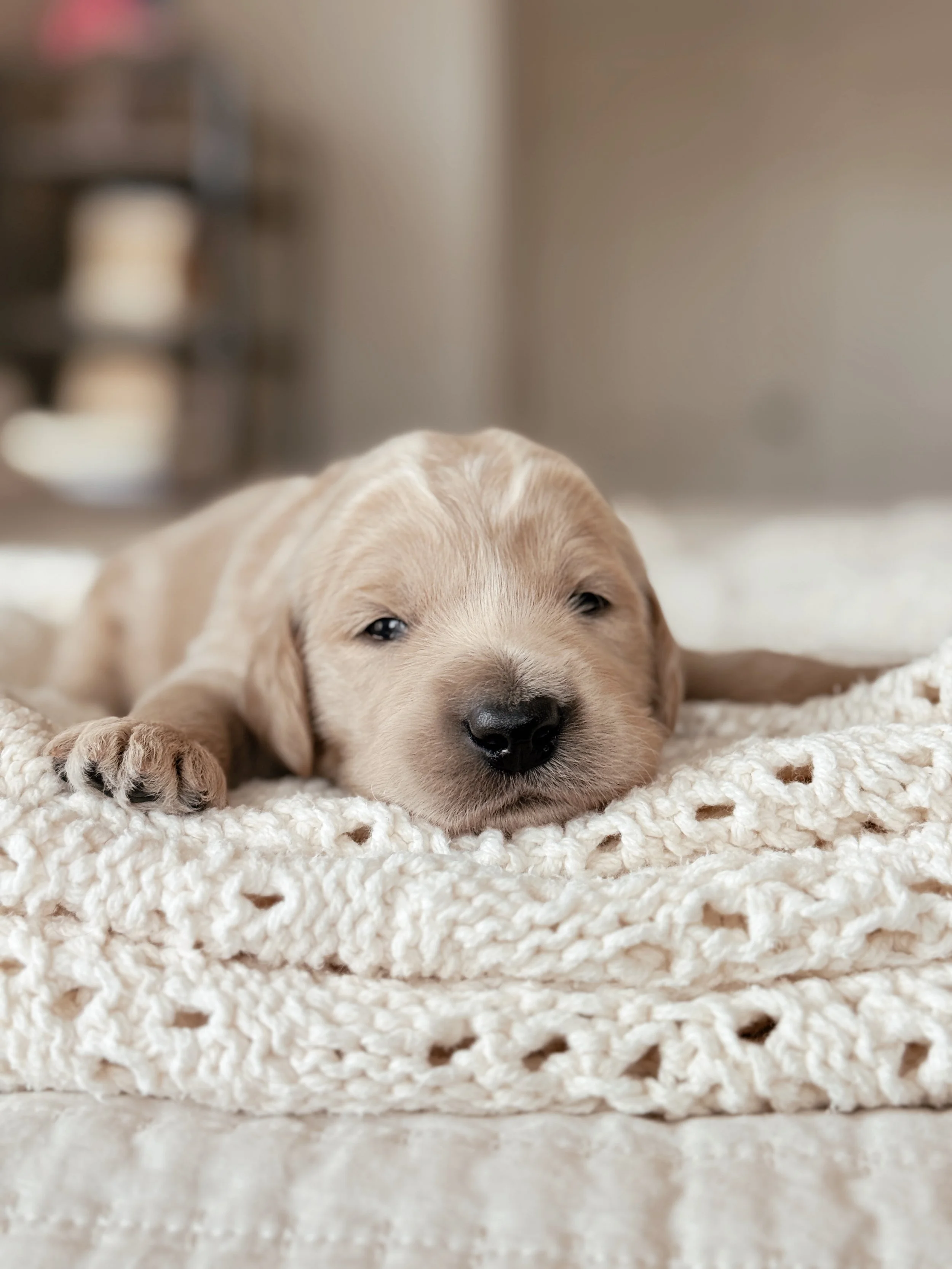 Cash, a three-week-old male F1 Goldendoodle puppy from the Nashville litter.