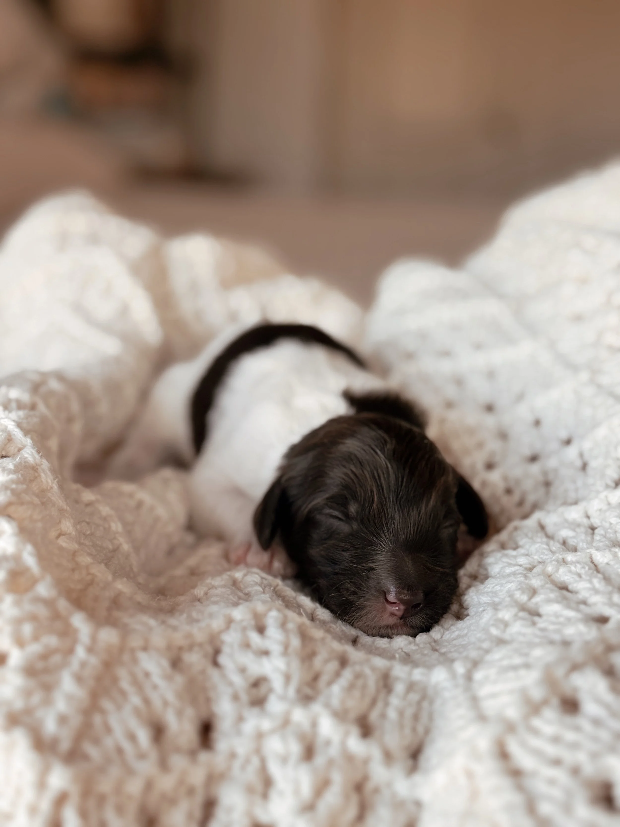 Rocky, a Mini Bernedoodle puppy, at 1 week old