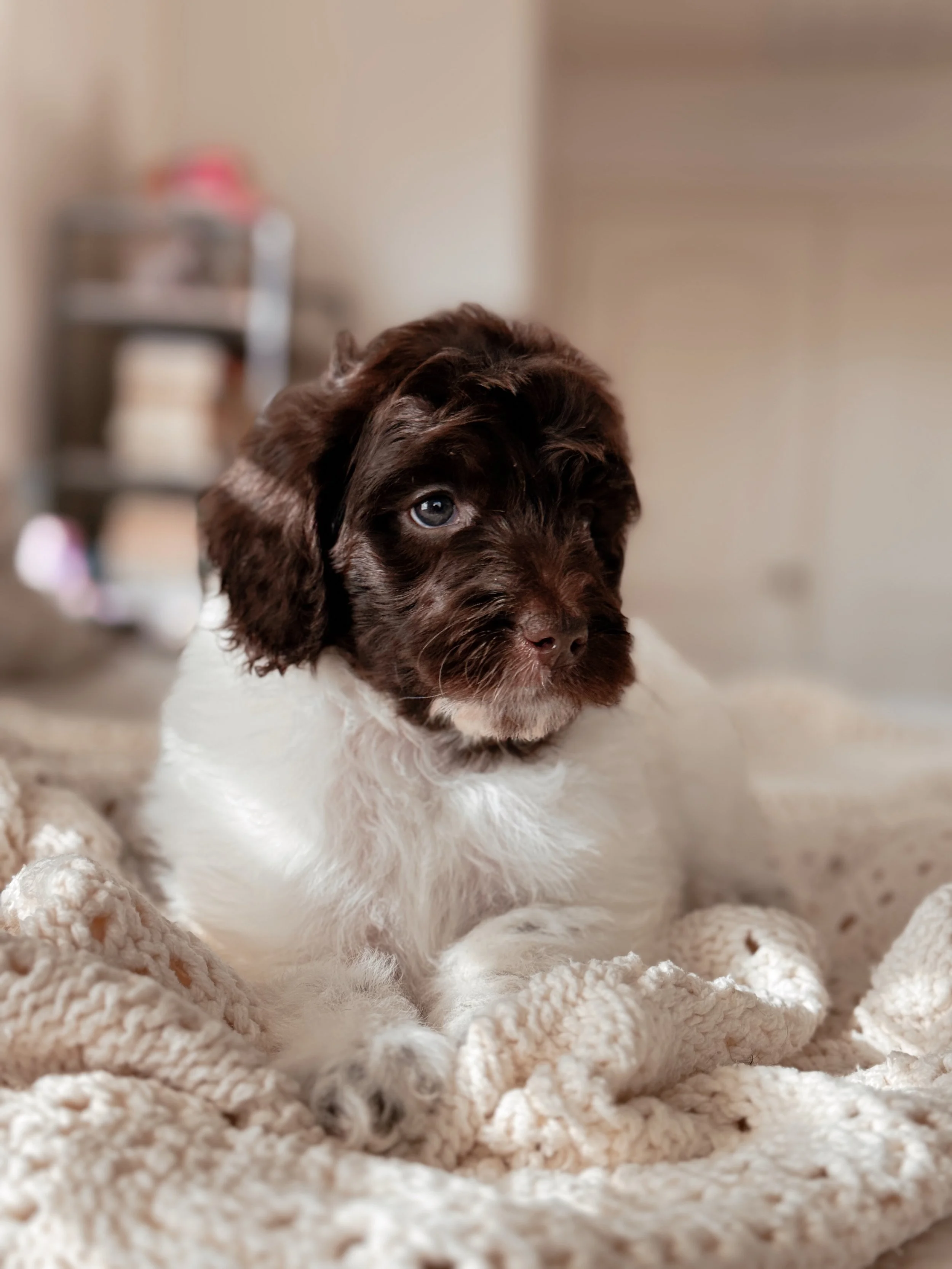 Rocky the Mini Bernedoodle puppy at 5 weeks old