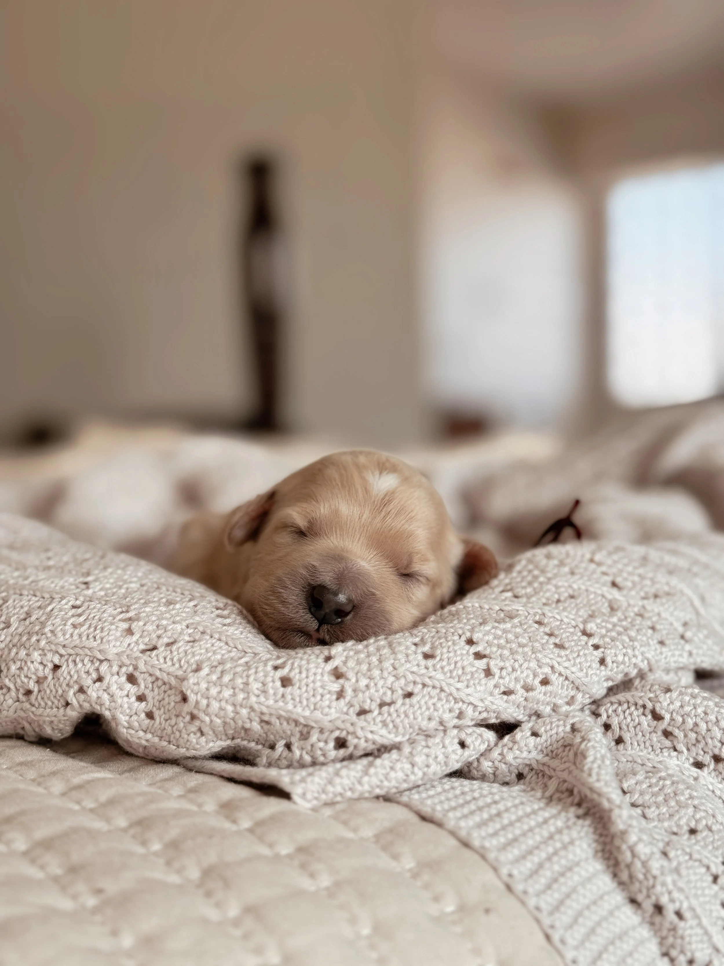 Dolly, a one-week-old F1 Goldendoodle puppy from Millie and Nash's Nashville litter.