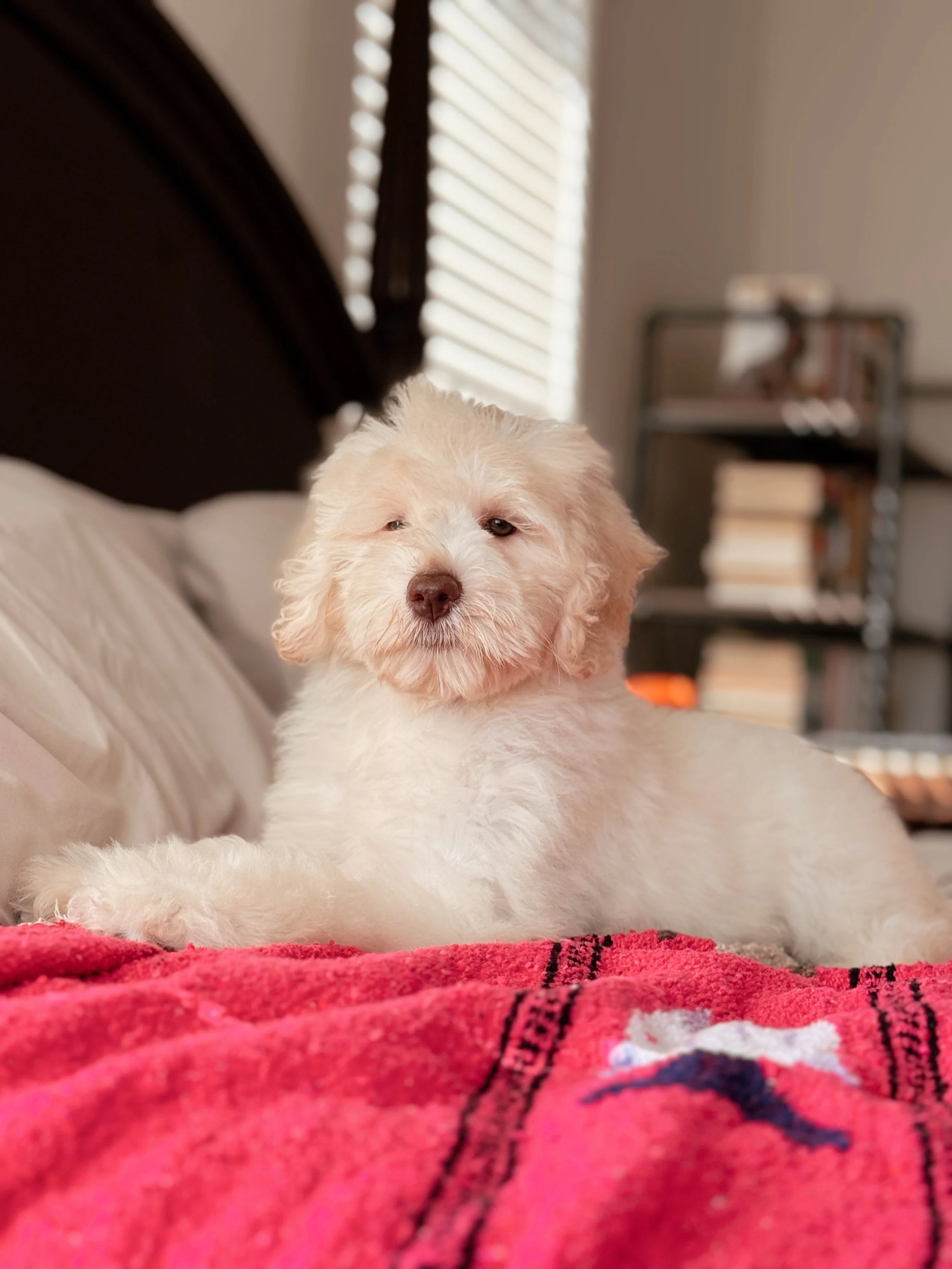 emale Mini Bernedoodle puppy Coco