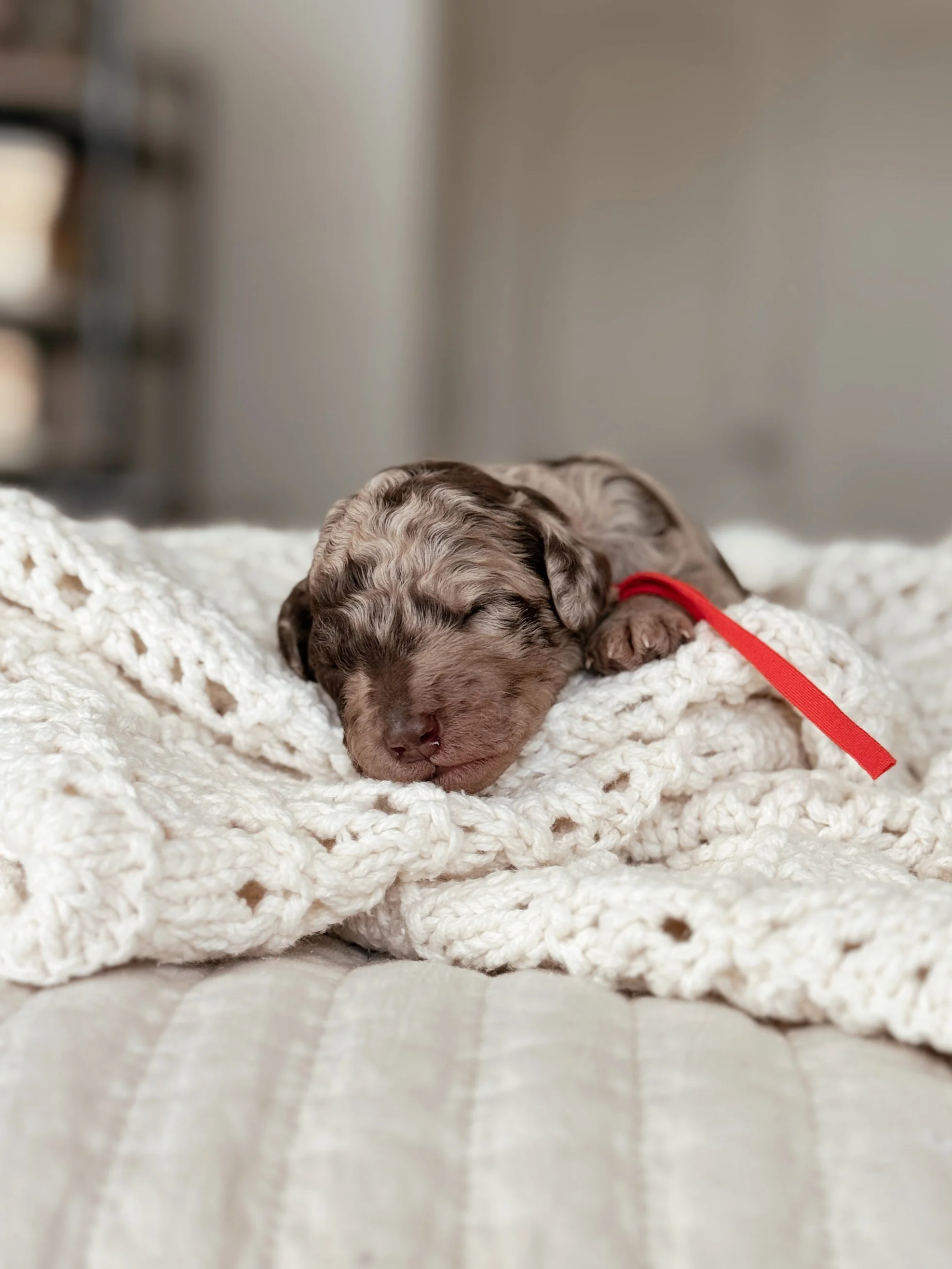 Newborn chocolate merle Mini Bernedoodle puppy Mochi sleeping from Sake and Huxley's Taste of Japan litter.