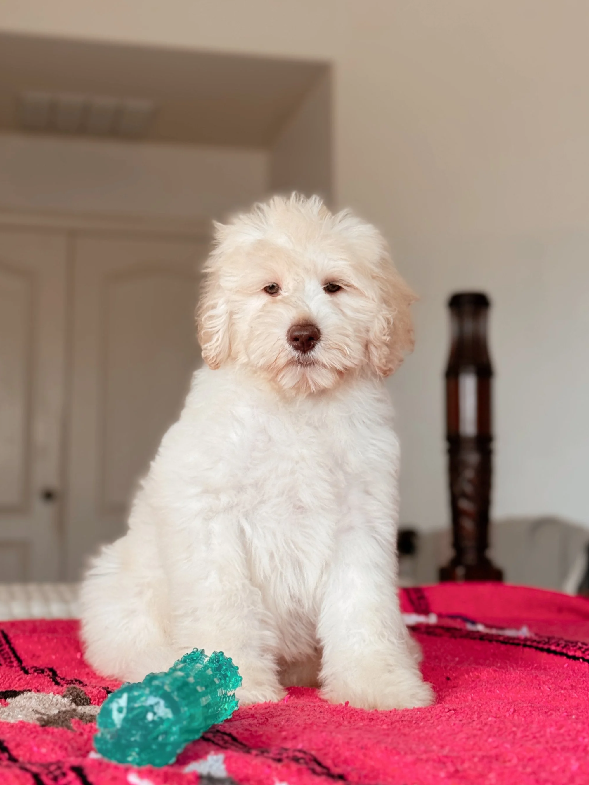 Coco available Mini Bernedoodle puppy in Arizona
