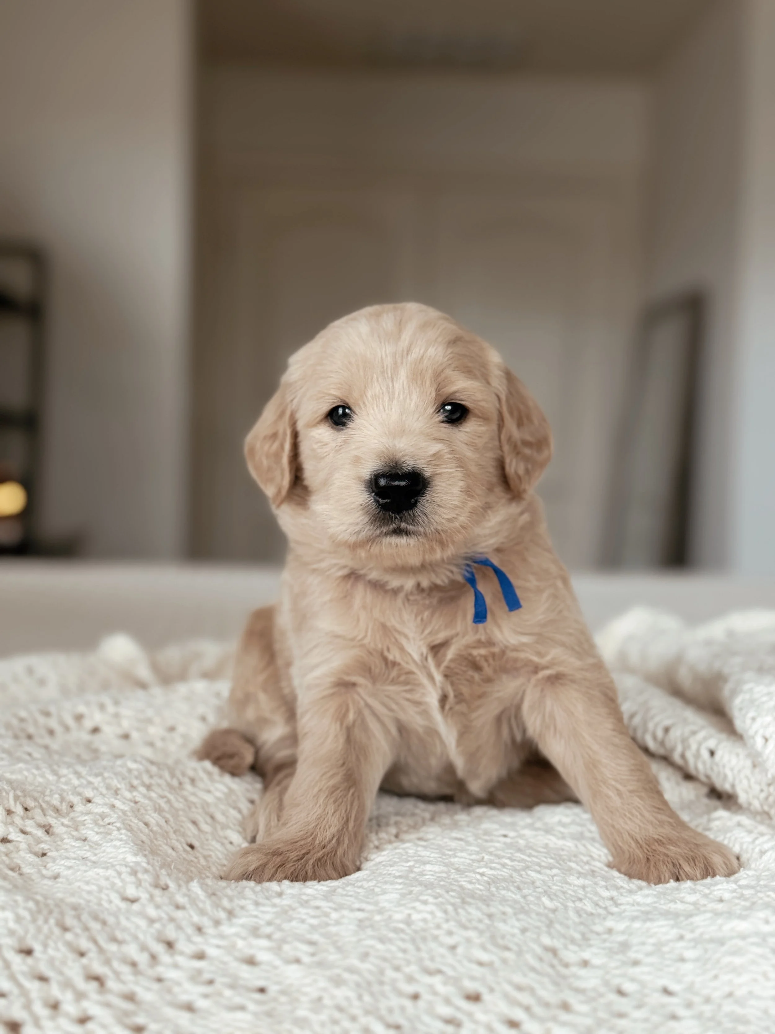 Cash, a five-week-old F1 Goldendoodle puppy at Desert Ridge Doodles.