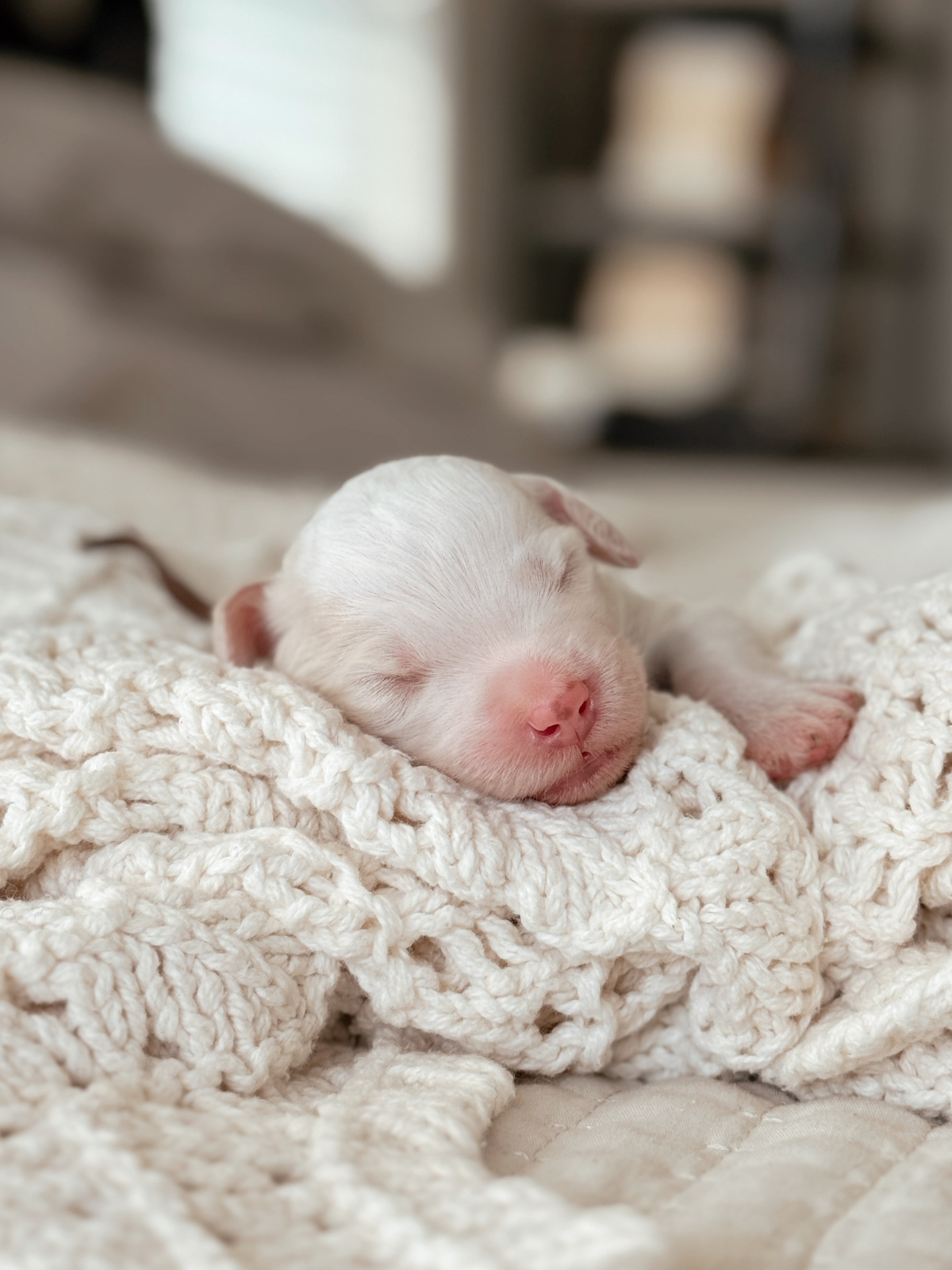 Miso, a one-week-old apricot parti male Mini Bernedoodle puppy.