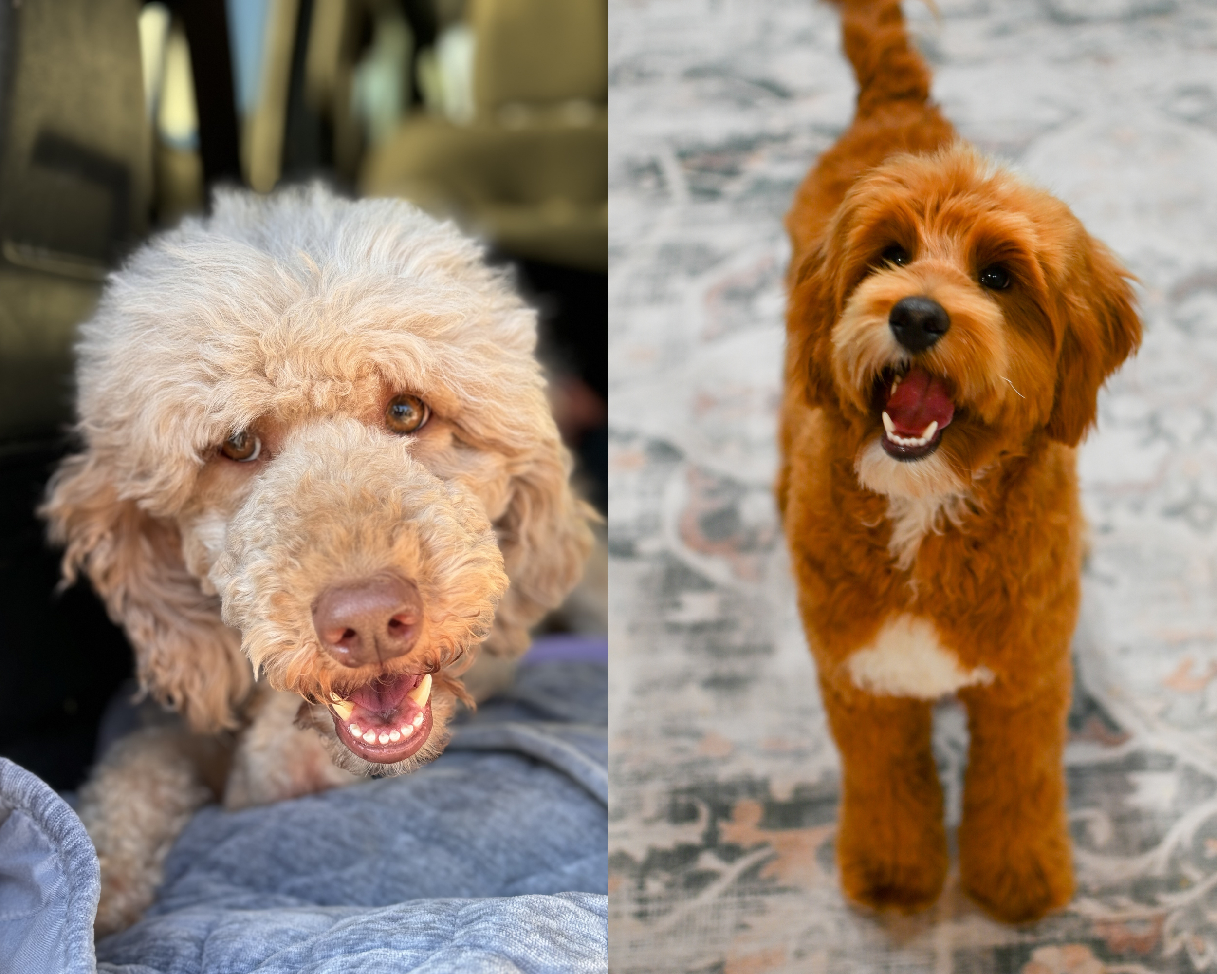 Mini Goldendoodle puppies expected in november