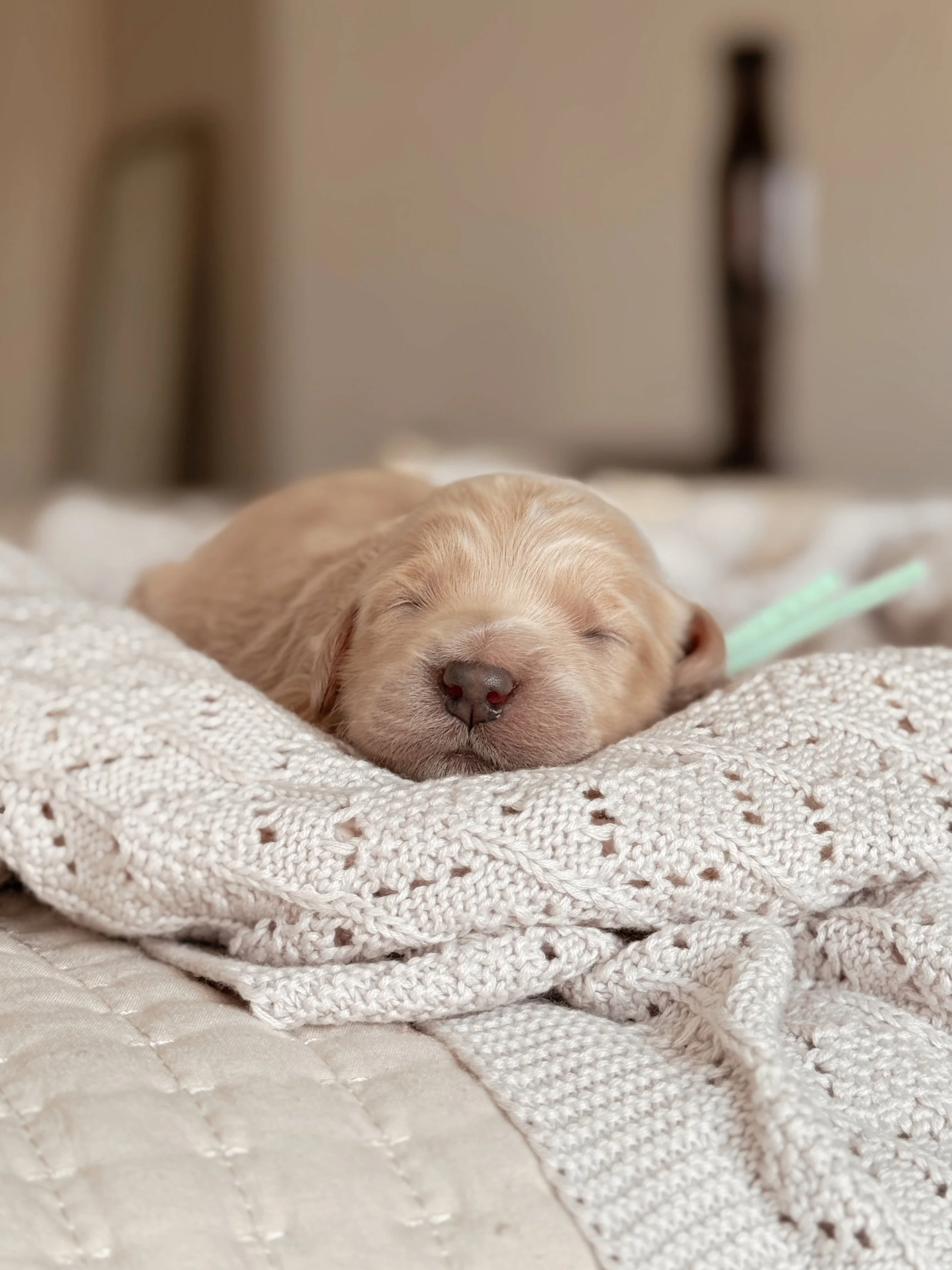 One-week-old F1 Goldendoodle puppy from Millie and Nash's Nashville litter sleeping peacefully.