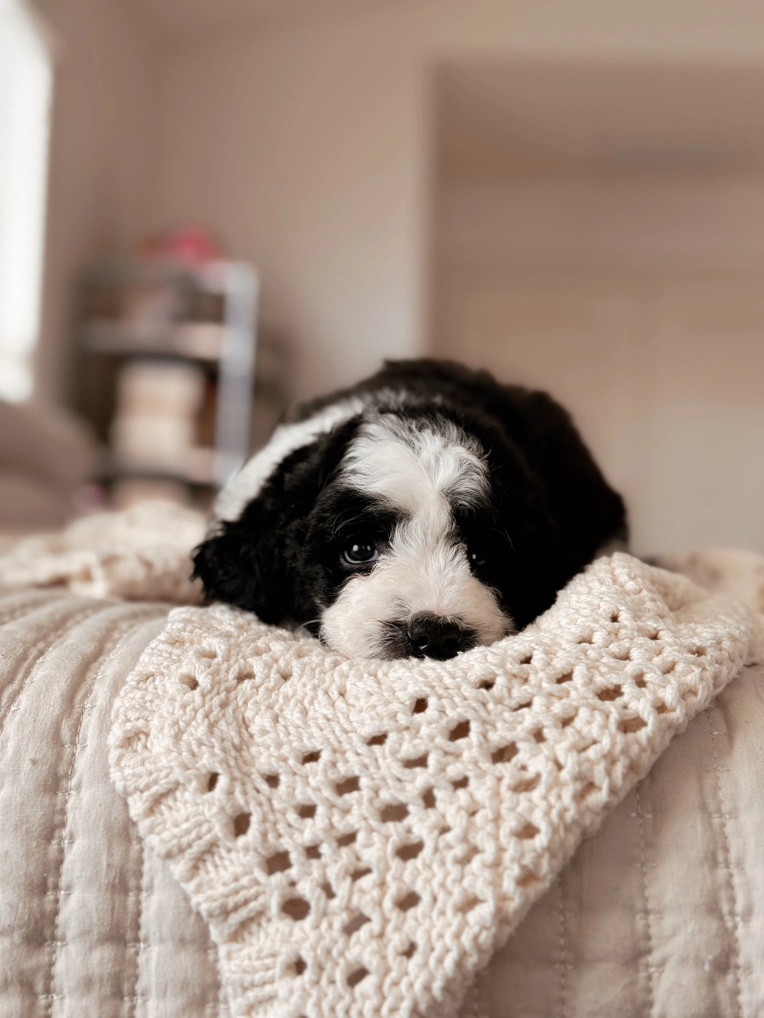 rainier-mini-bernedoodle-5-week-portrait