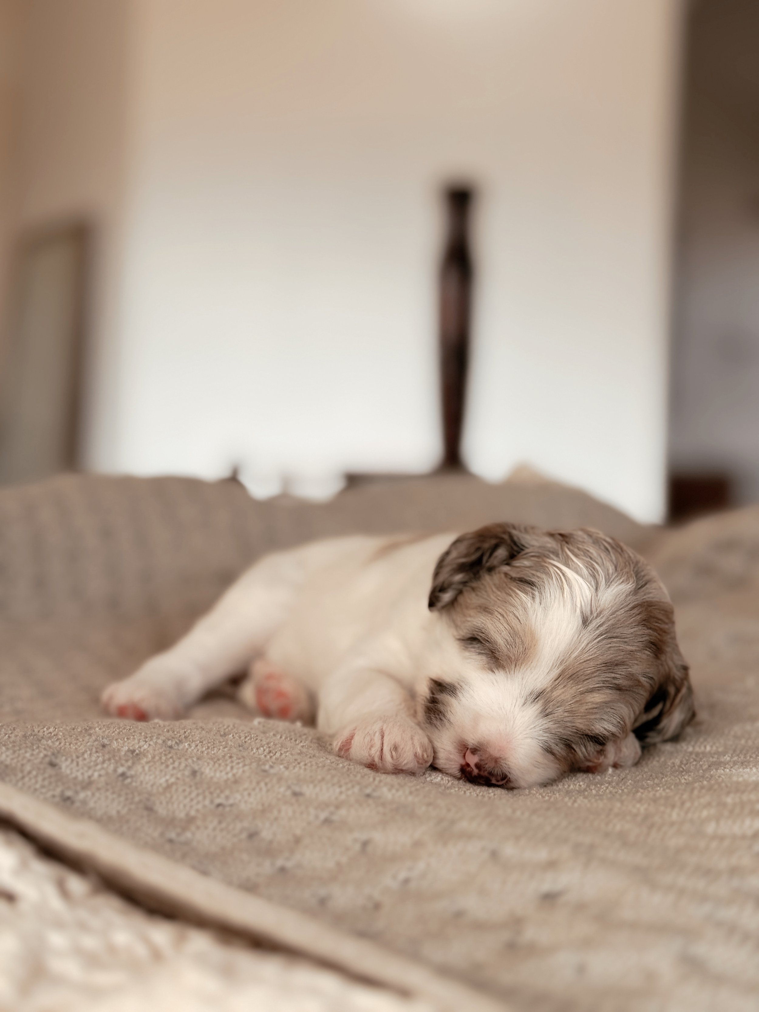 Everglade the Mini Bernedoodle puppy at 3 weeks old