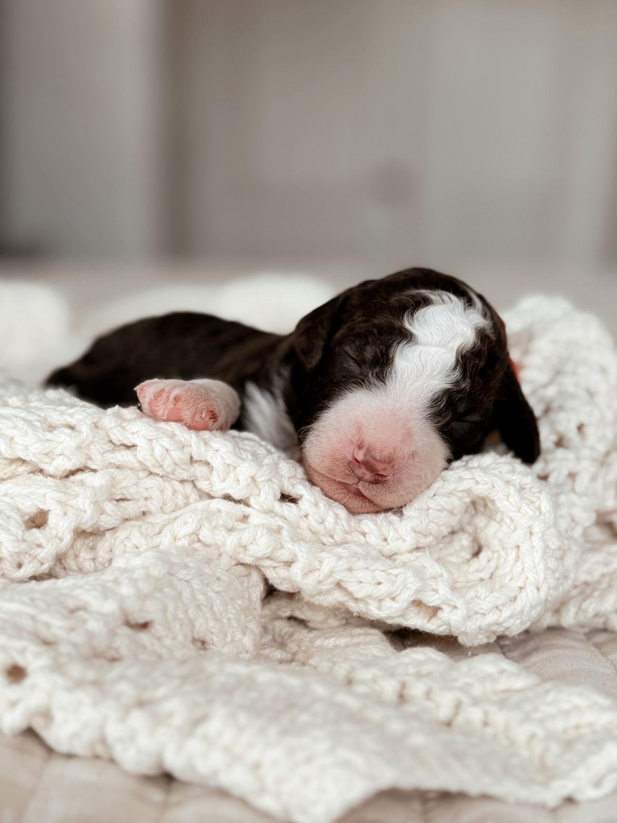 Ramen, a one-week-old chocolate tuxedo male Mini Bernedoodle puppy.