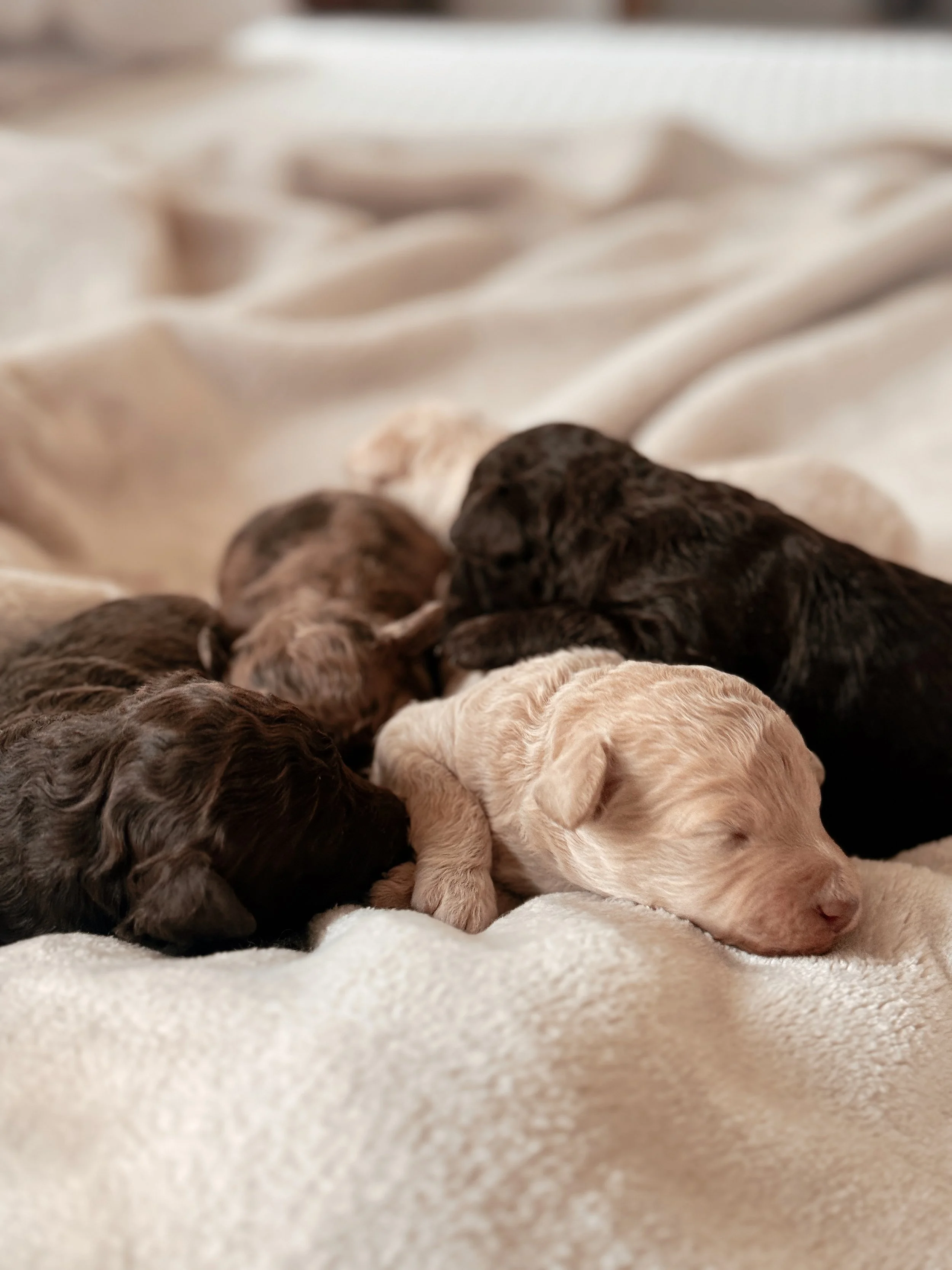 Five chocolate and beige puppies laying on a blanket