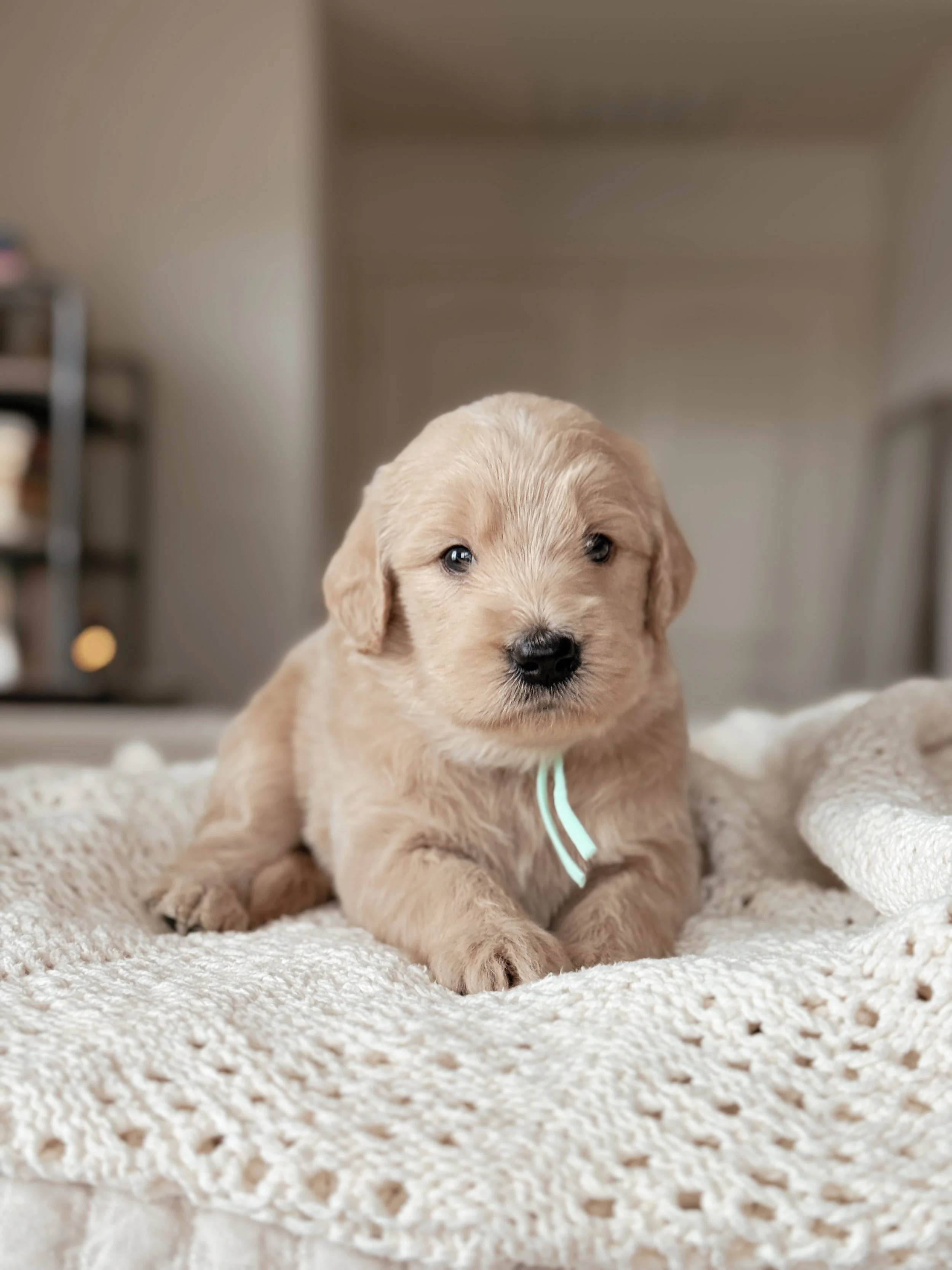 Jolene, a five-week-old F1 Goldendoodle puppy at Desert Ridge Doodles.