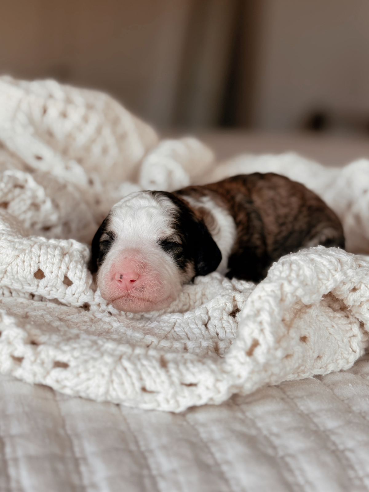 Sable Tricolor mini bernedoodle female puppy in arizona