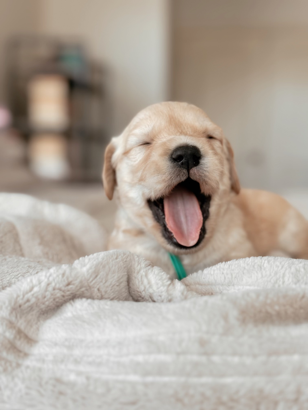 Cute 3 week old puppy yawning