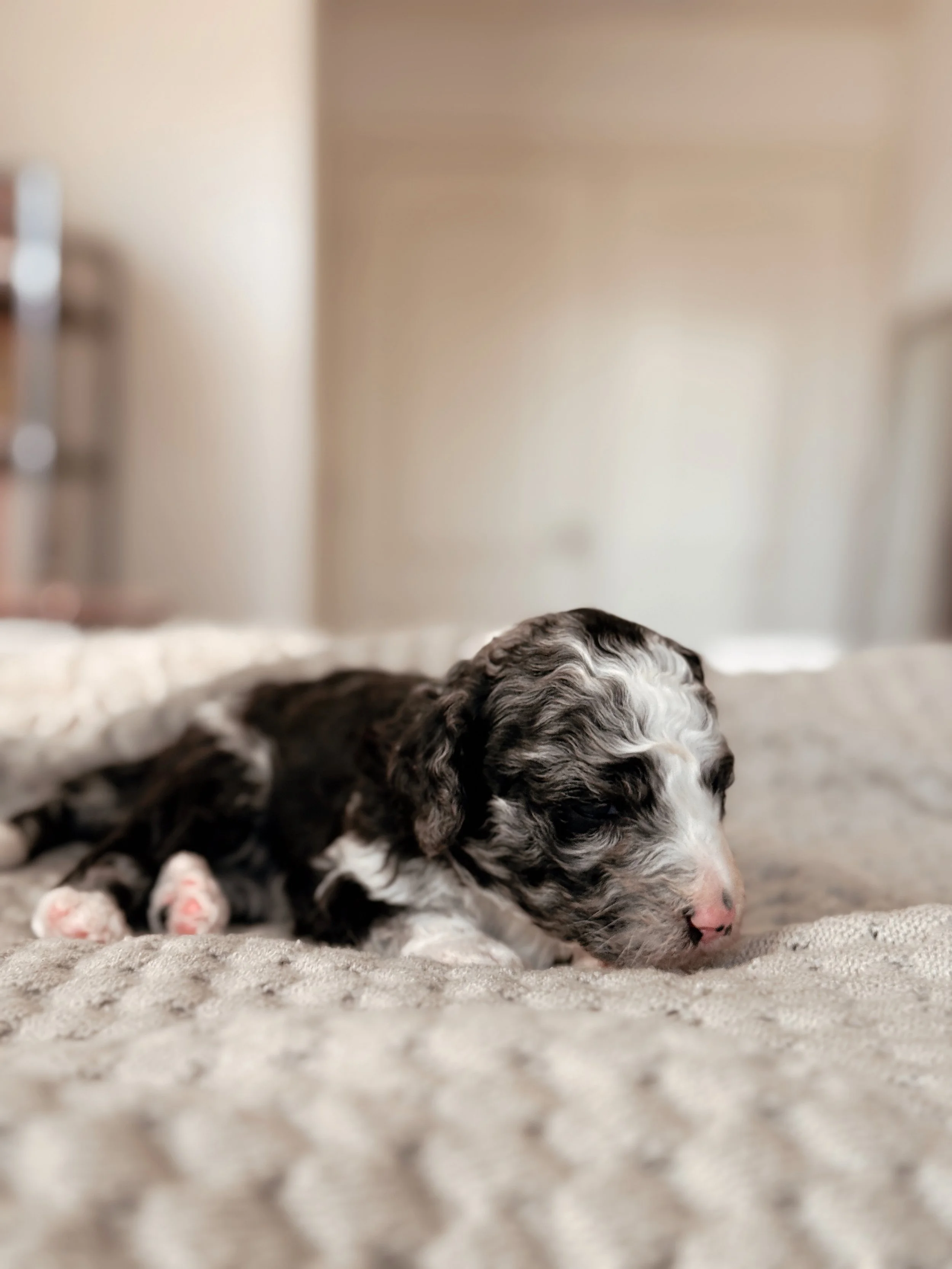 3-week-old Mini Bernedoodle puppy Denali during his puppy photos