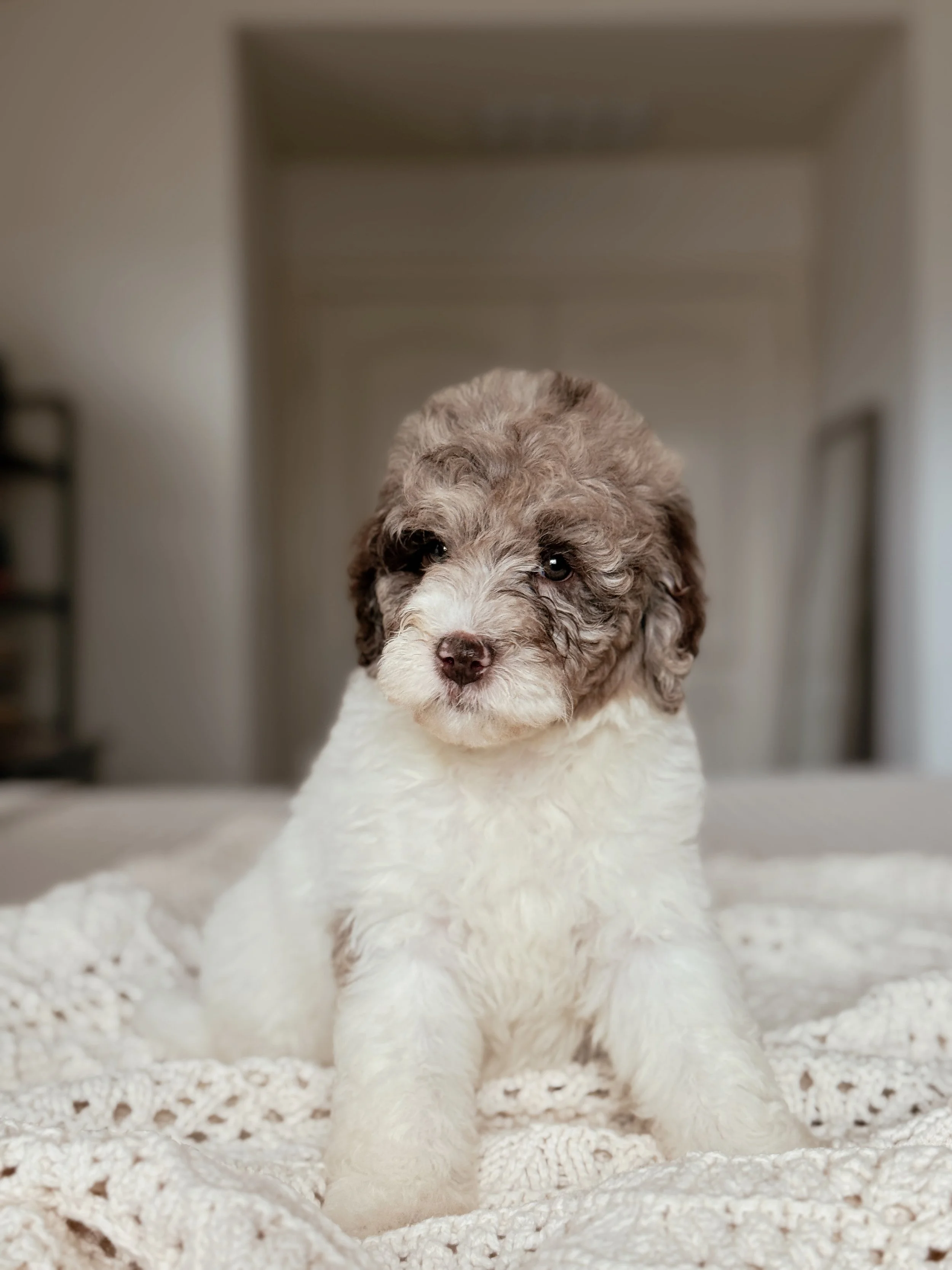 7-week-old Mini Bernedoodle puppy Sequoia posing for her puppy portrait