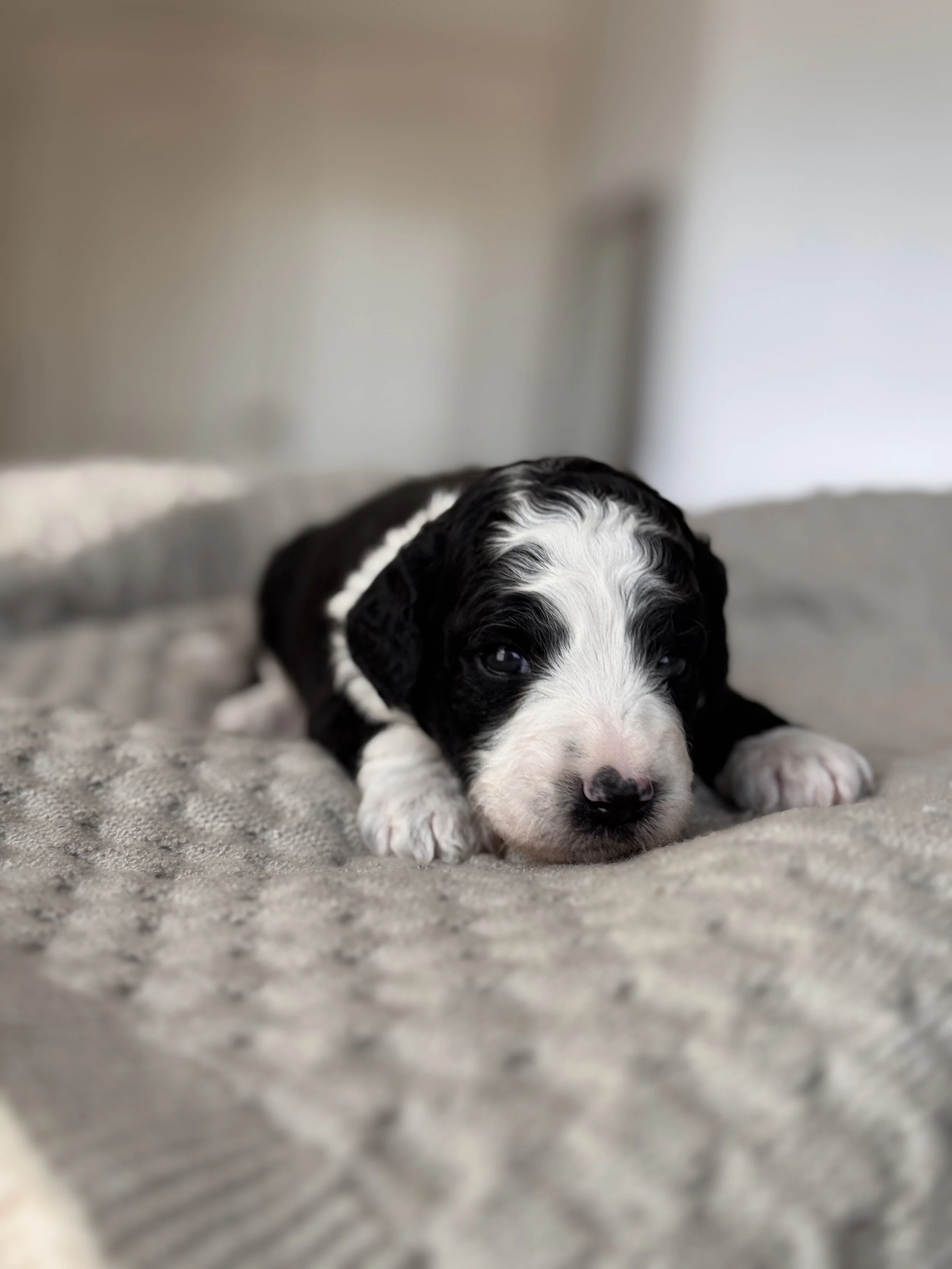 3-week-old Mini Bernedoodle puppy Rainier during his puppy photos