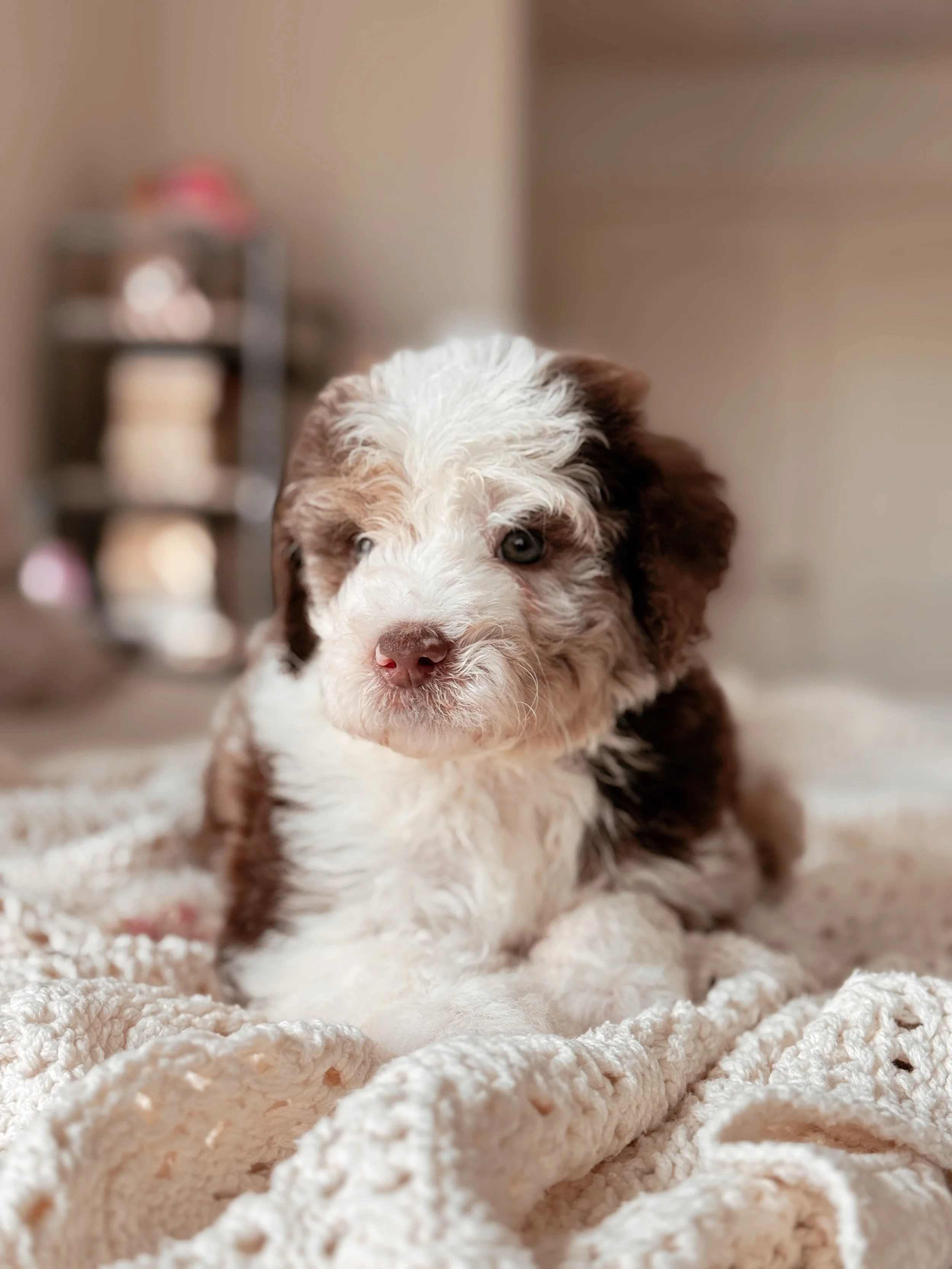 Kenai the Mini Bernedoodle puppy at 5 weeks old