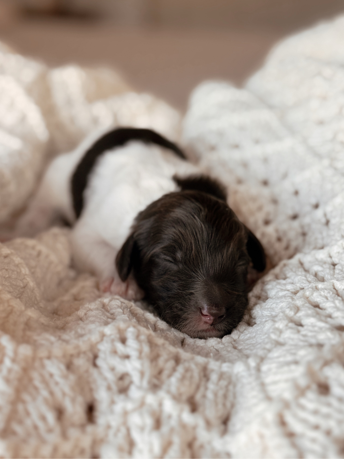 Chocolate parti mini bernedoodle male puppy in arizona