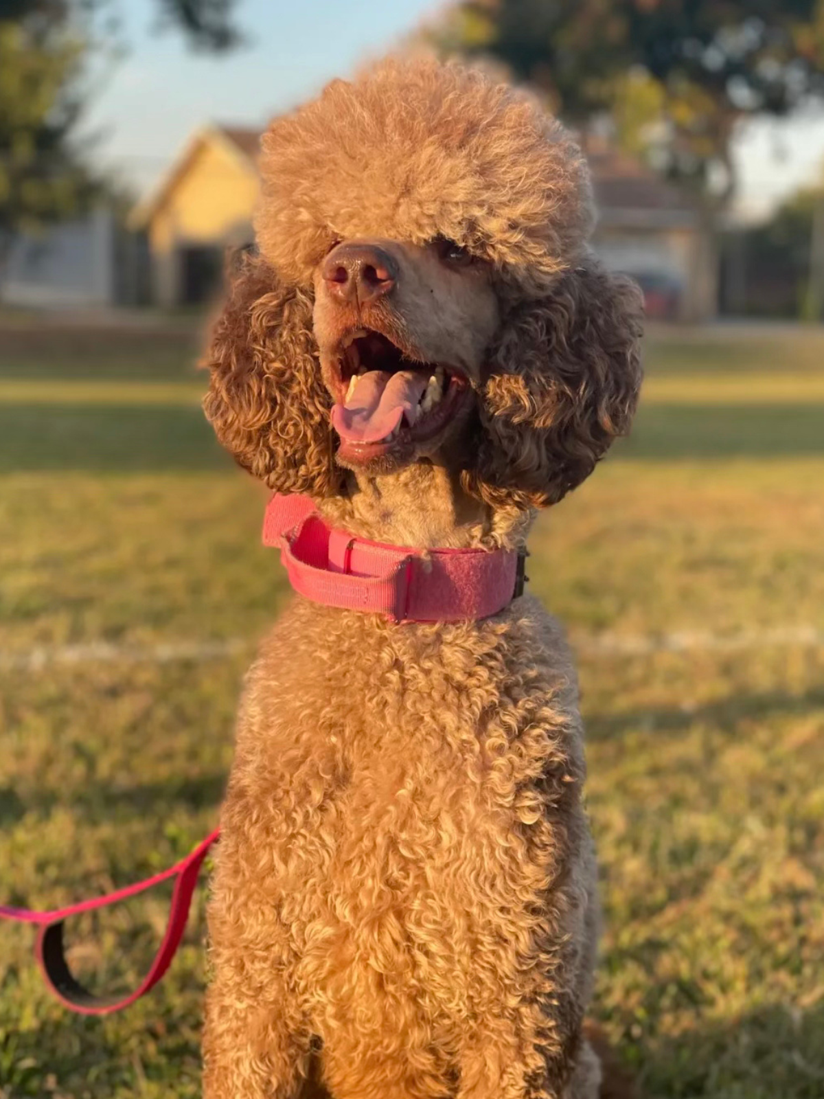 Sake, a café au lait Standard Poodle and mom of the Taste of Japan litter at Desert Ridge Doodles.