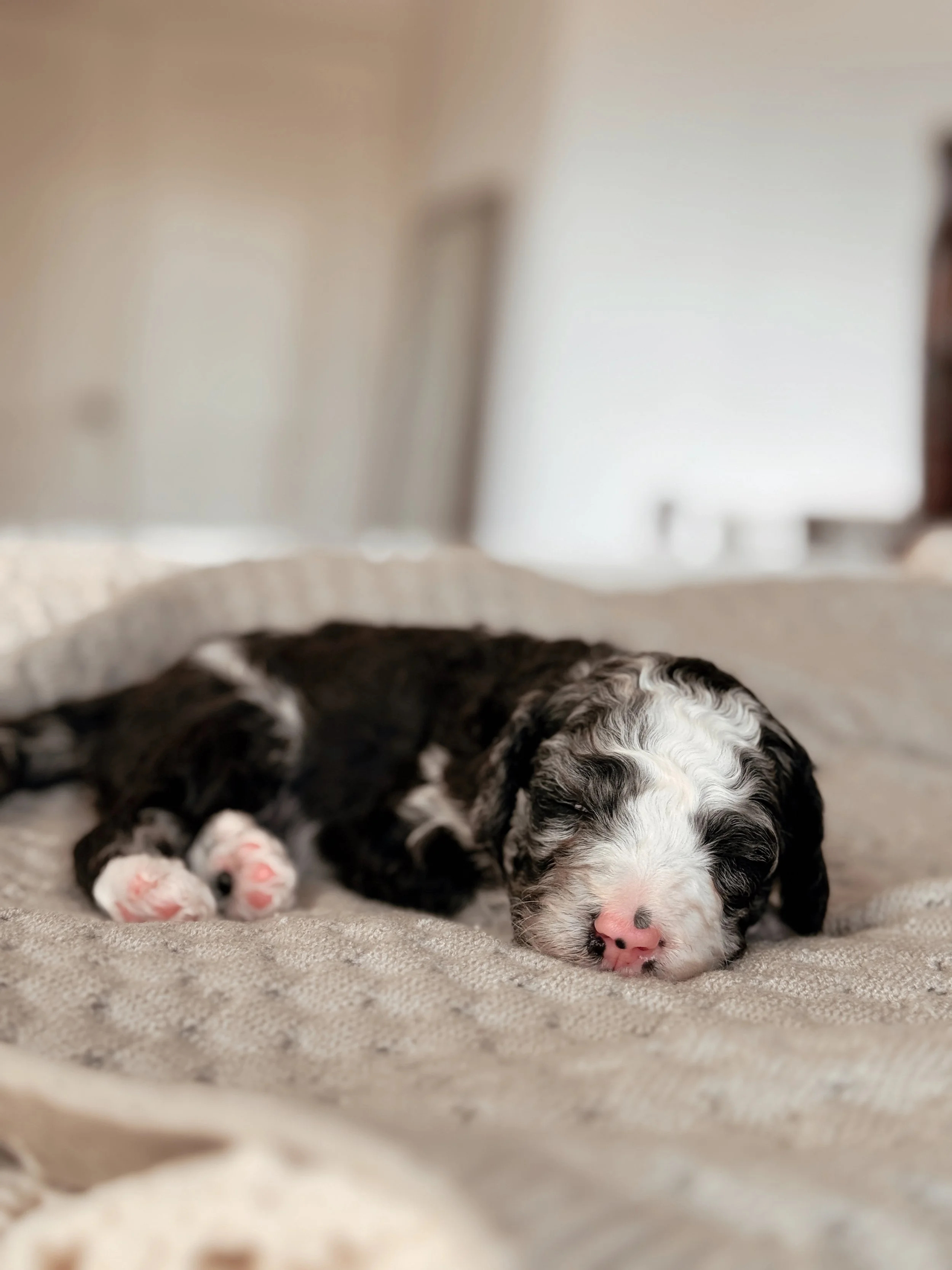 Denali the Mini Bernedoodle puppy at 3 weeks old