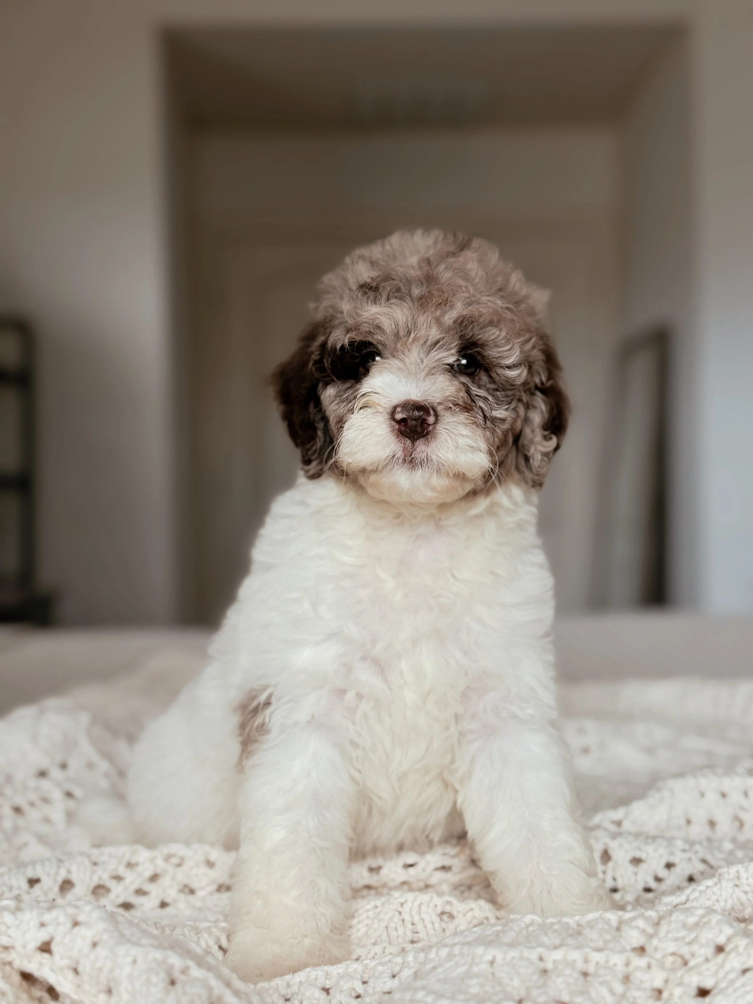 Sequoia, a Mini Bernedoodle puppy, at 7 weeks old