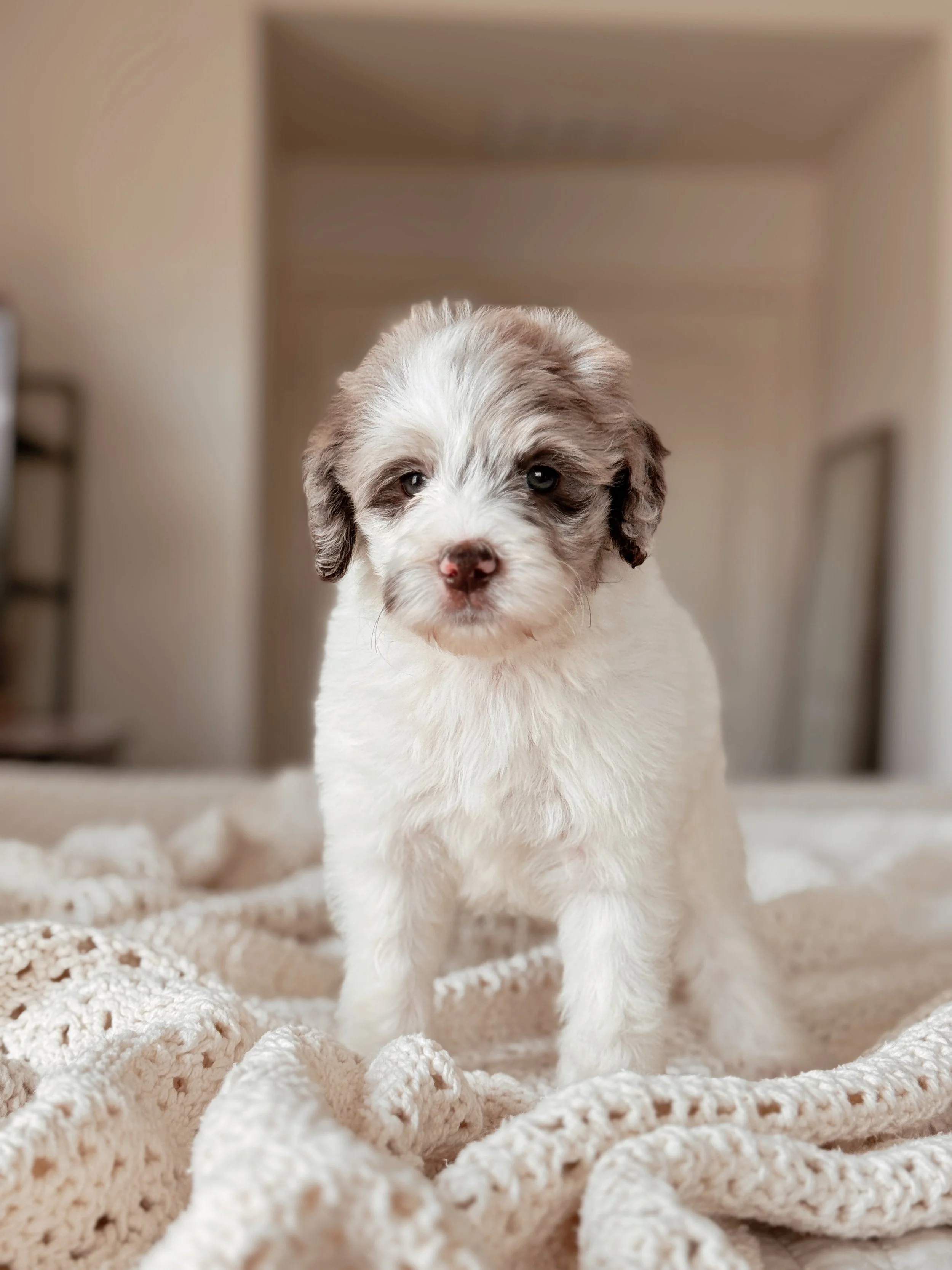 Everglade the Mini Bernedoodle puppy at 5 weeks old