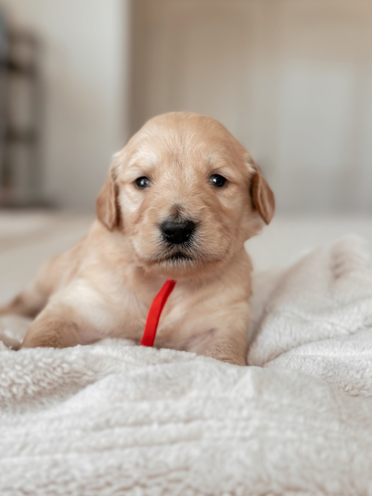 Churro red collar female goldendoodle puppy
