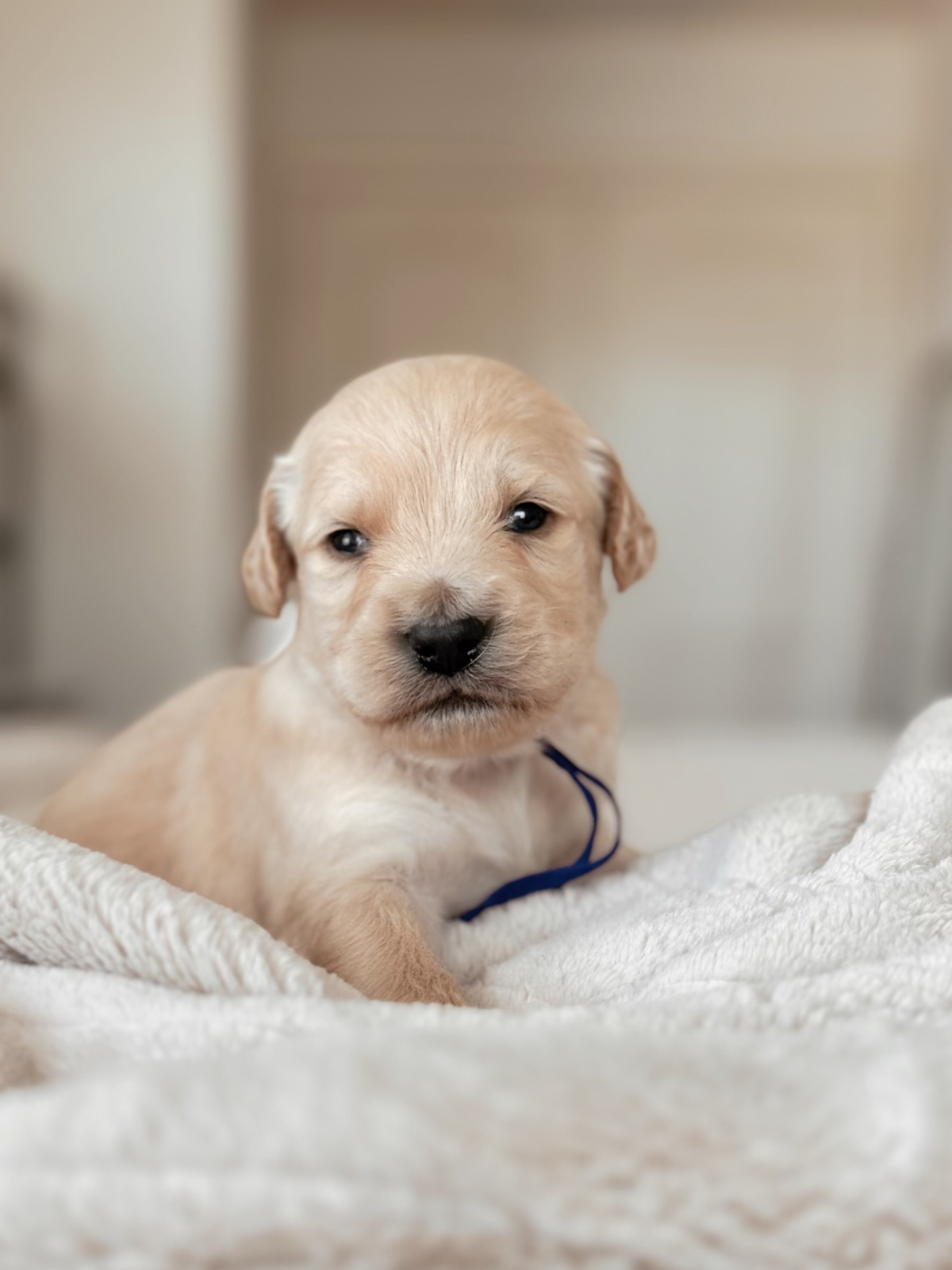 Eclair purple collar female goldendoodle puppy