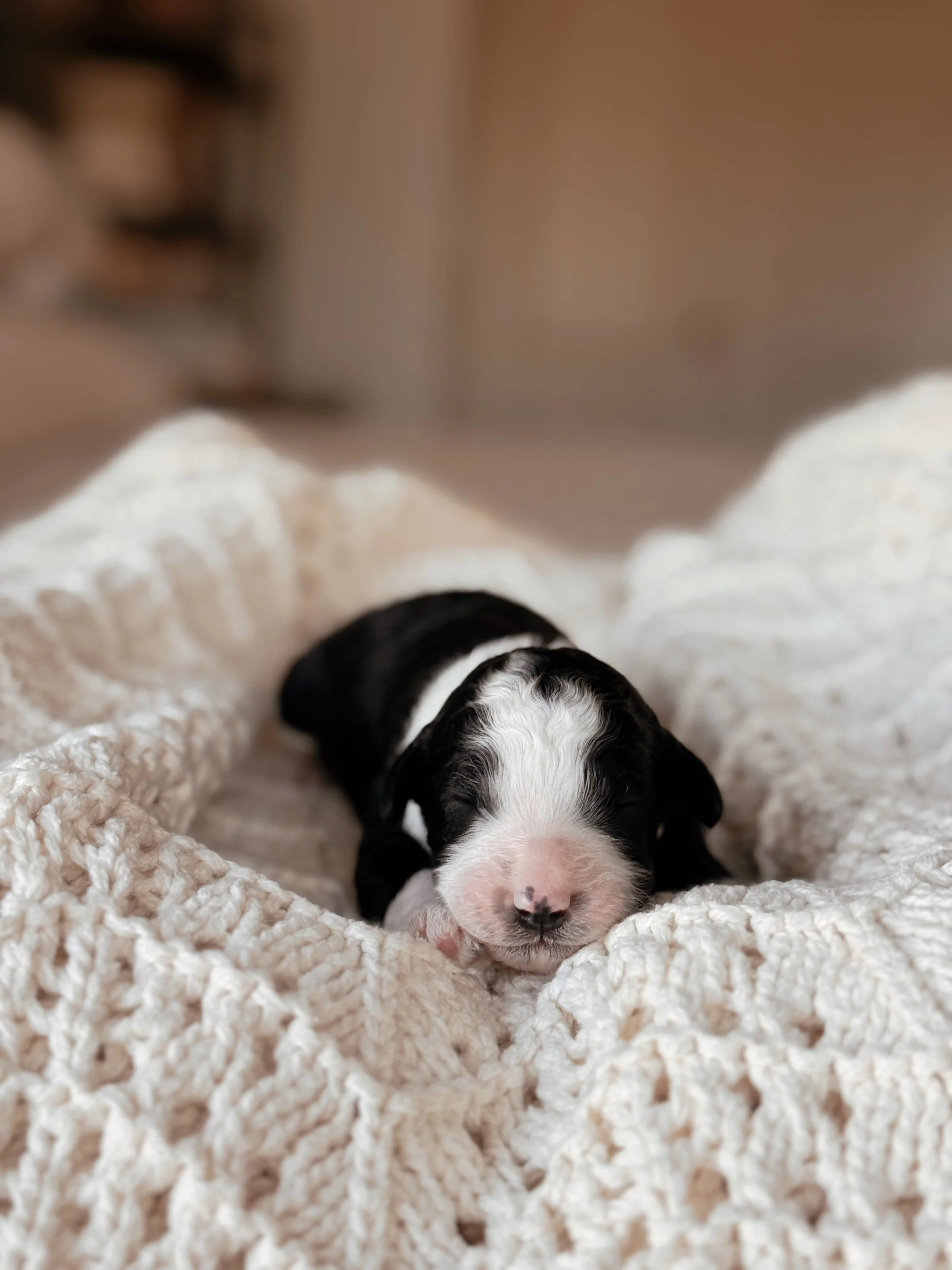 Rainier, a Mini Bernedoodle puppy, at 1 week old