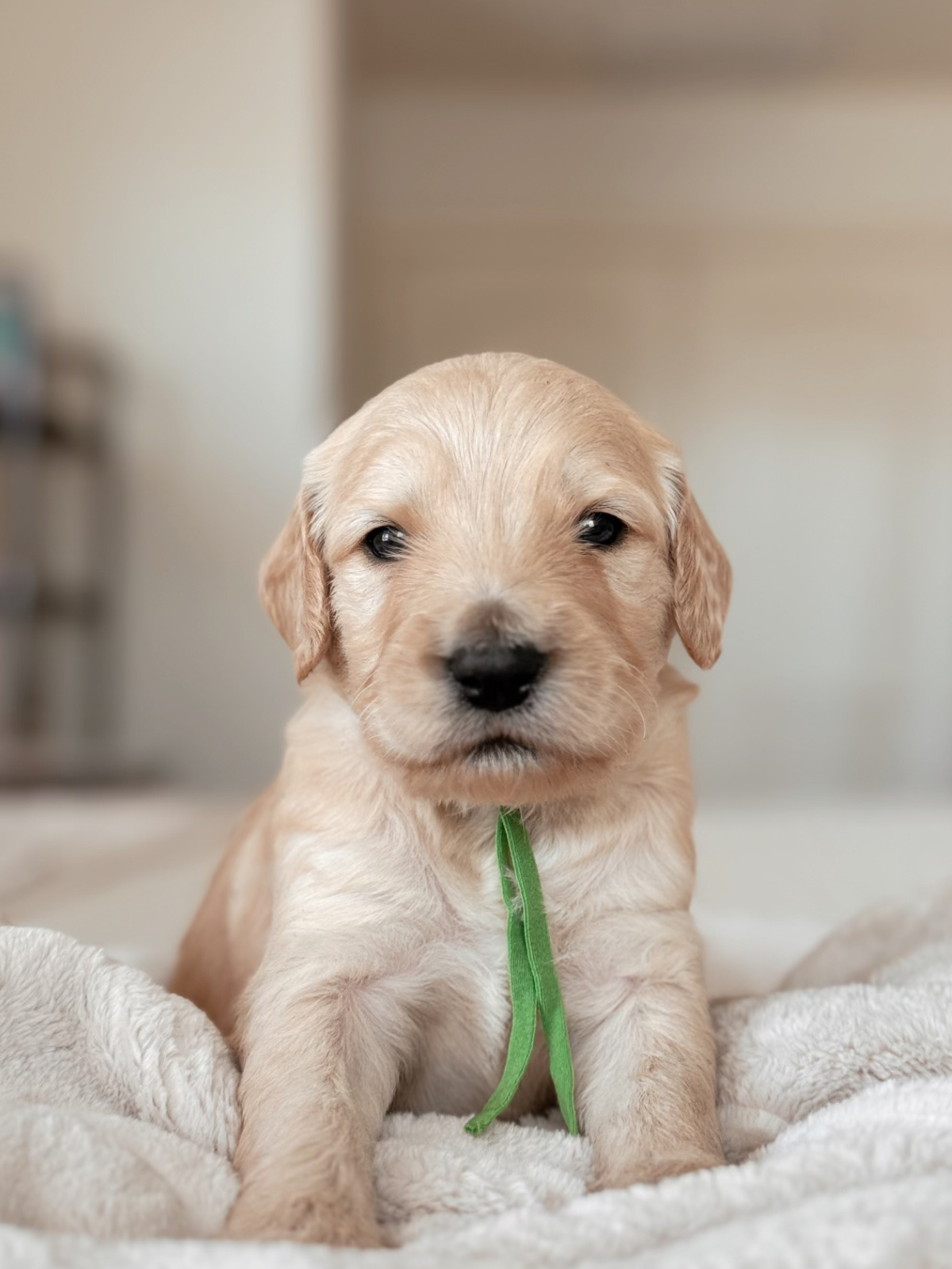 Danish green collar male goldendoodle puppy