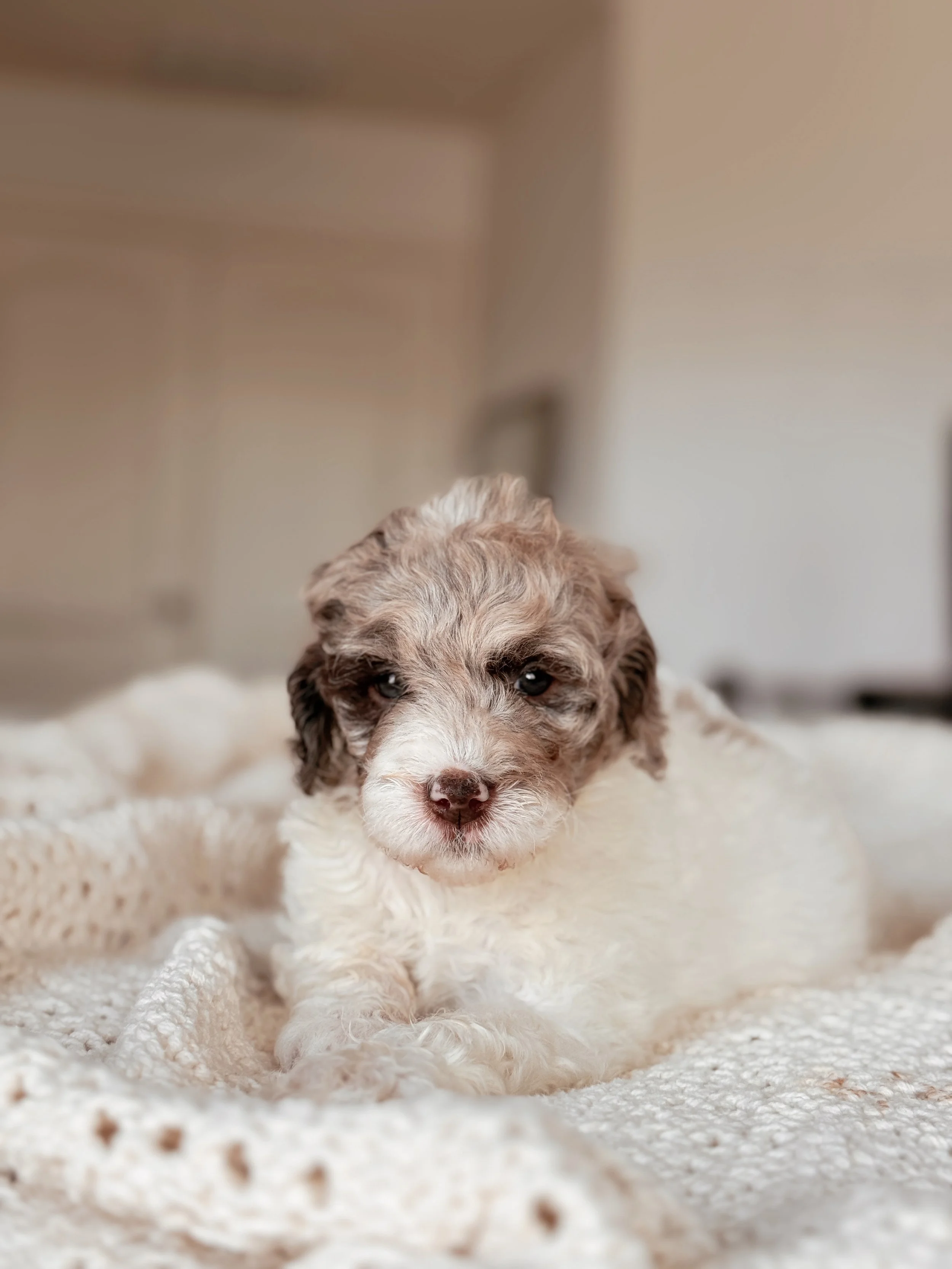 5-week-old Mini Bernedoodle puppy Sequoia posing for a portrait