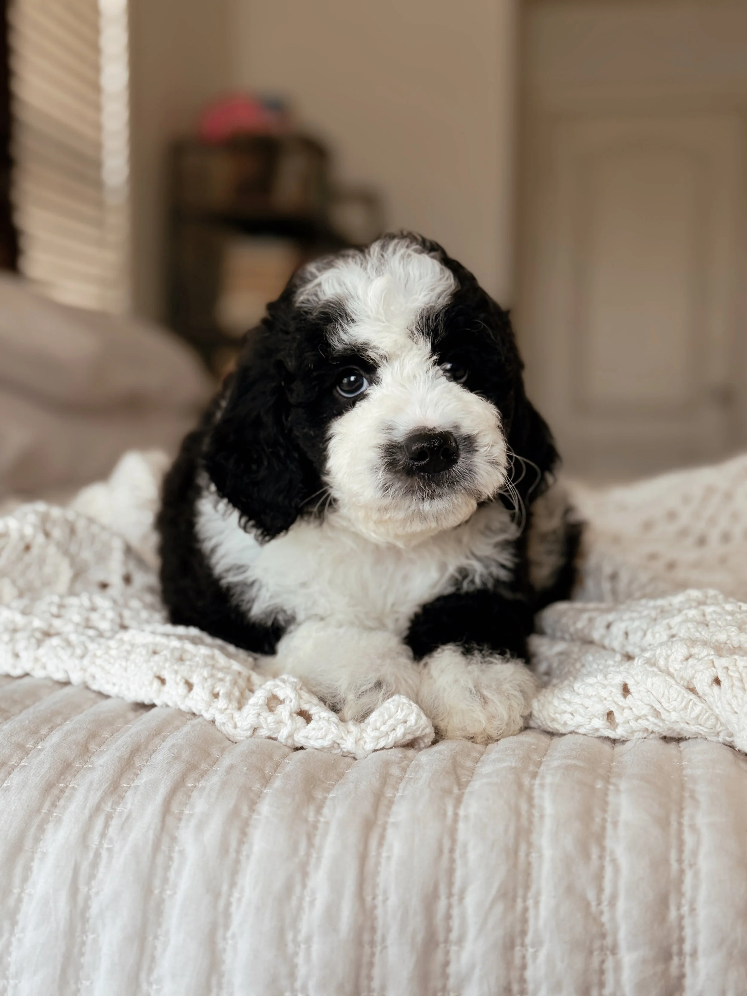 Rainier, a Mini Bernedoodle puppy, at 7 weeks old