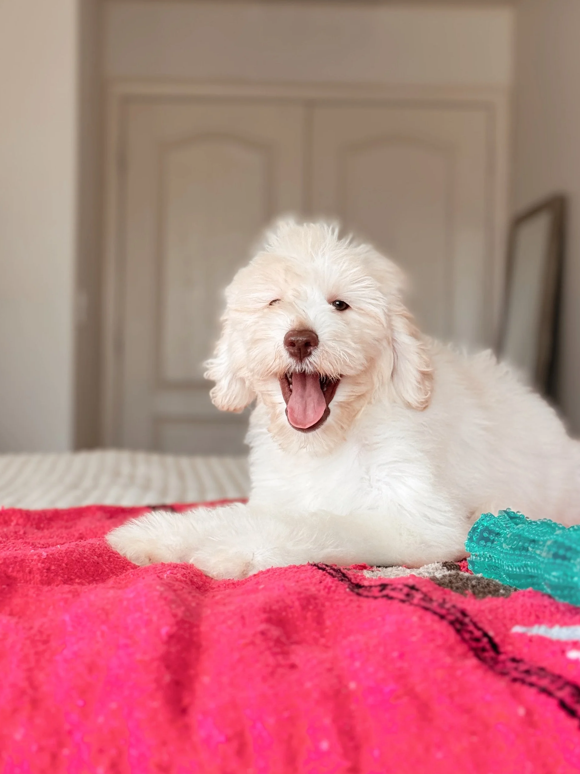 Coco Mini Bernedoodle puppy Desert Ridge Doodles