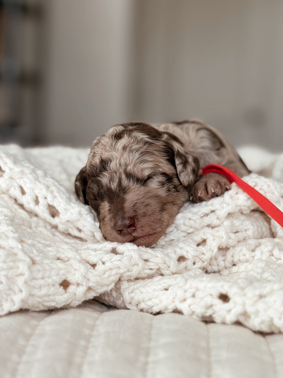 Mochi, a one-week-old chocolate merle female Mini Bernedoodle puppy.