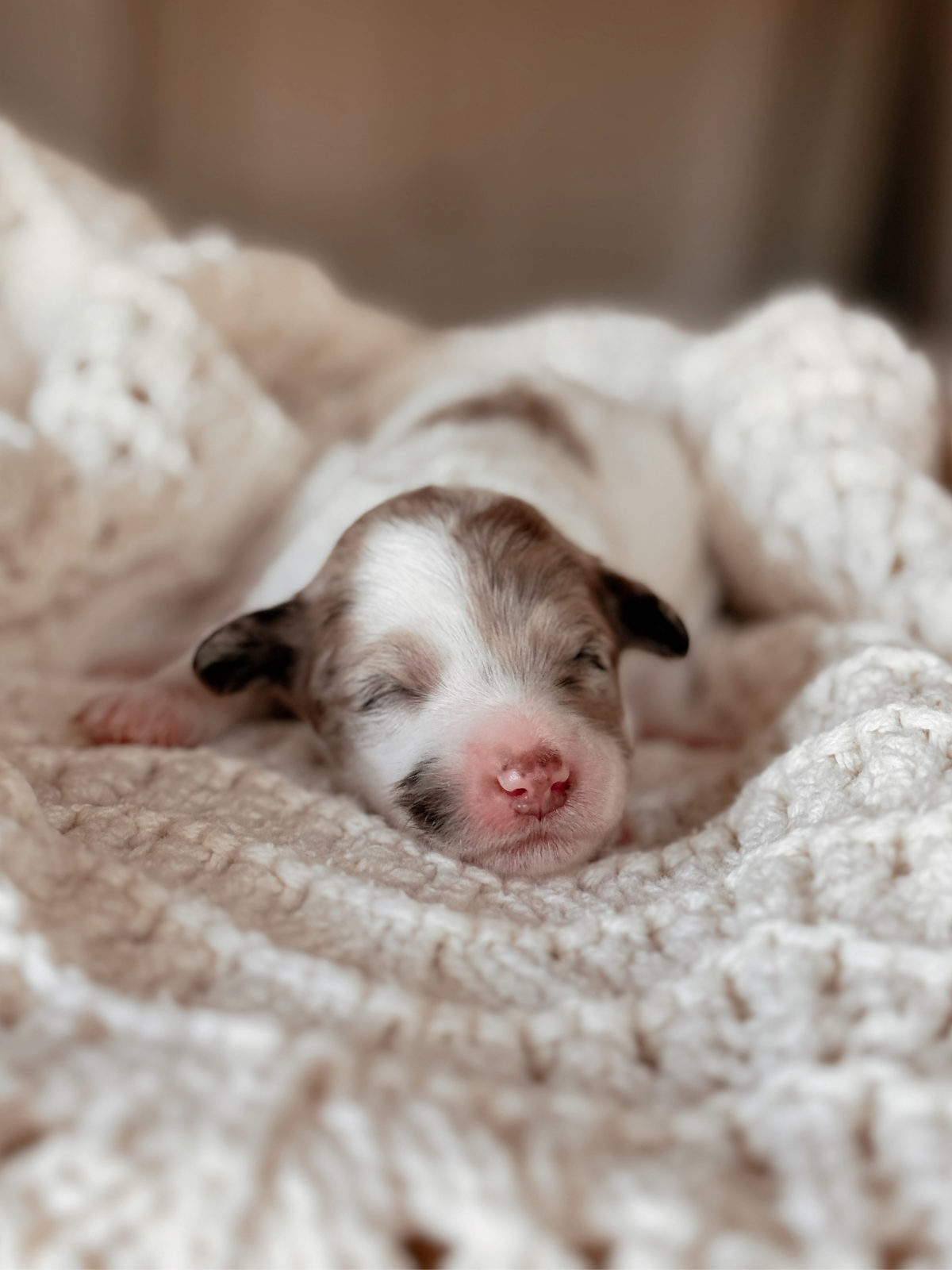 Chocolate merle parti mini bernedoodle female puppy in arizona