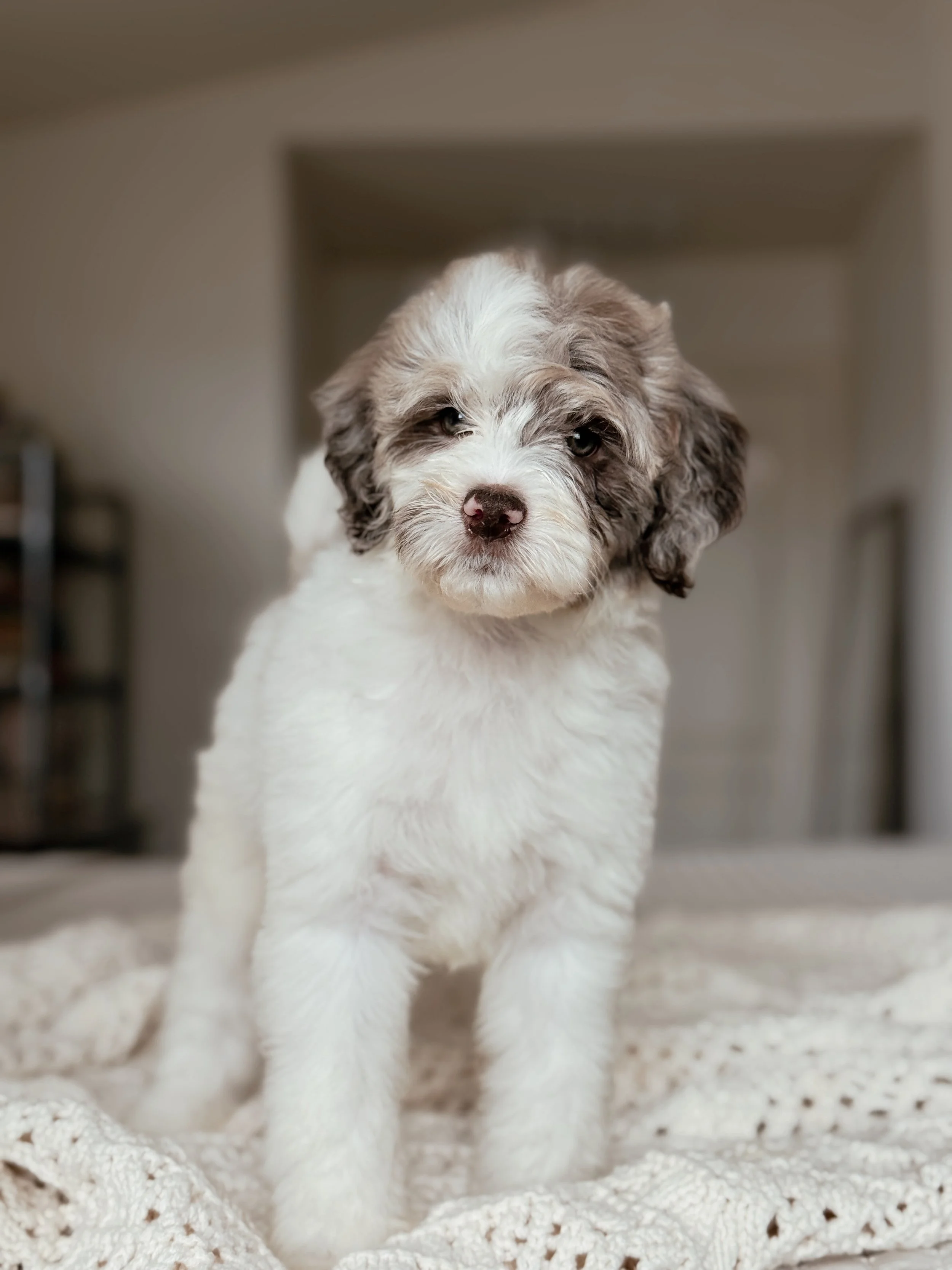 Everglade, a Mini Bernedoodle puppy, at 7 weeks old