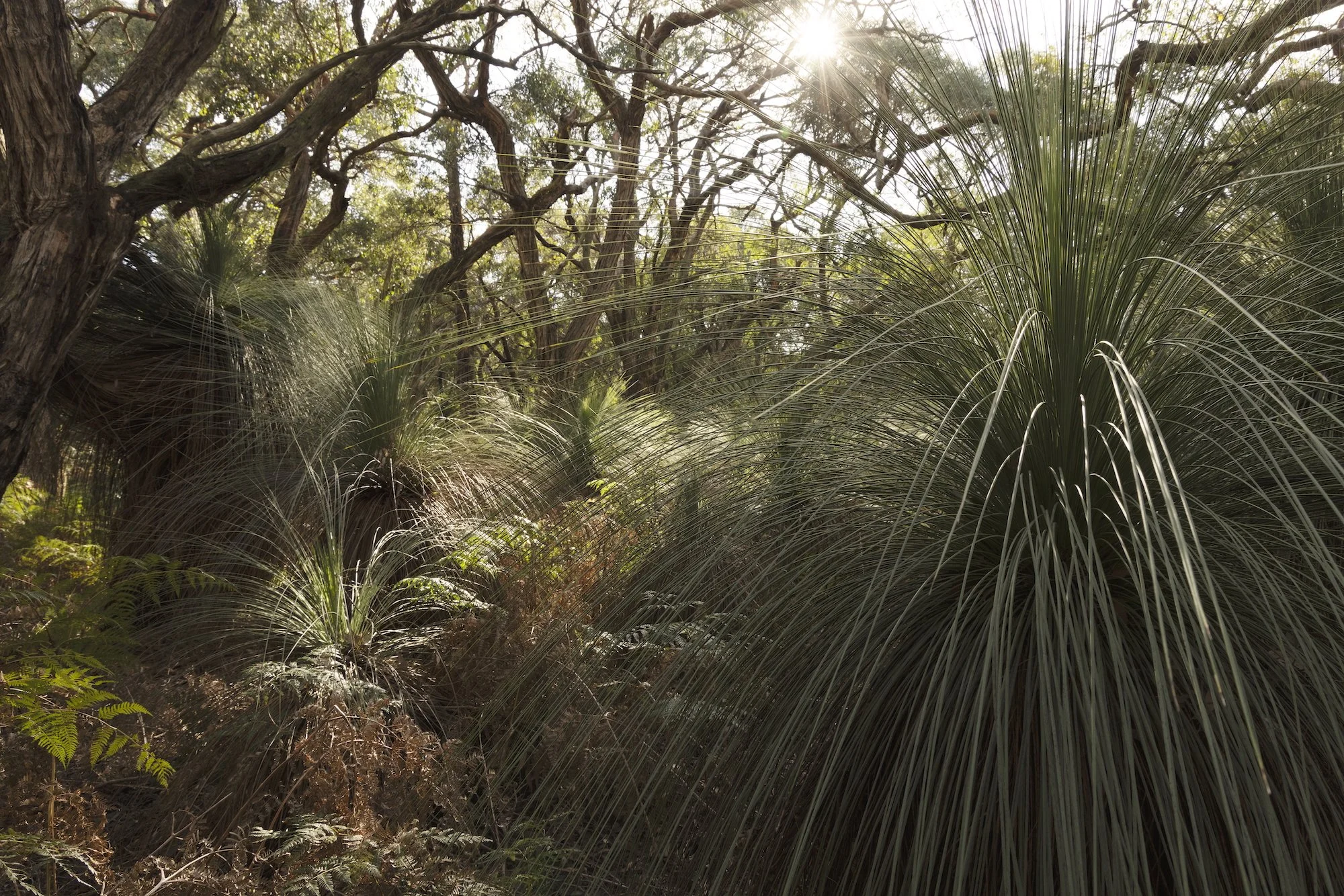 Image #16 from the series The Signature Of All Things (2025)