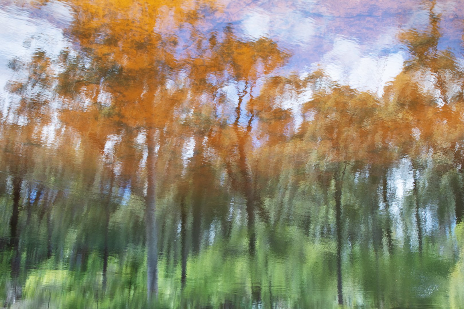 Bush Reflection