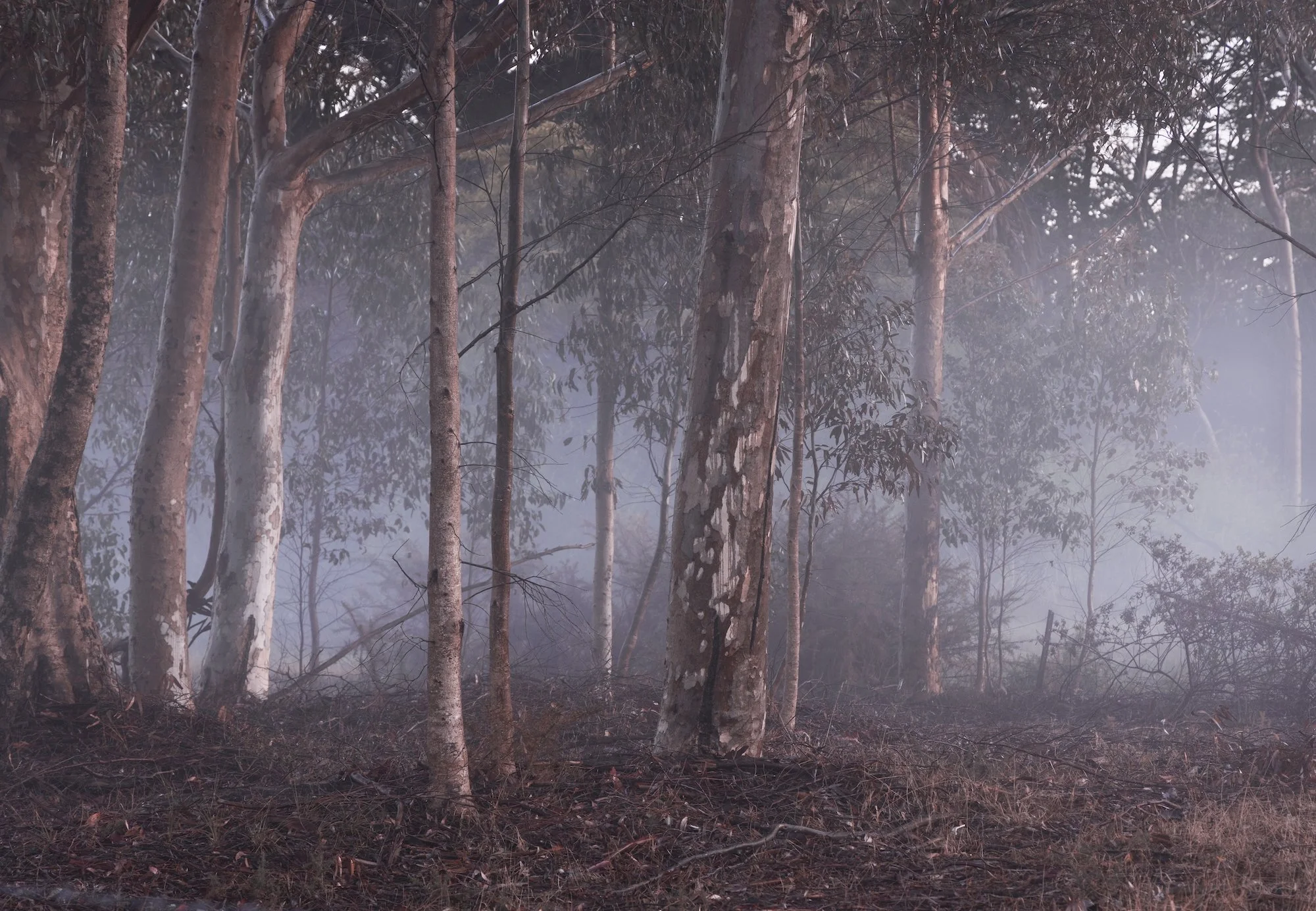 Image #29 from the series The Signature Of All Things (2025)