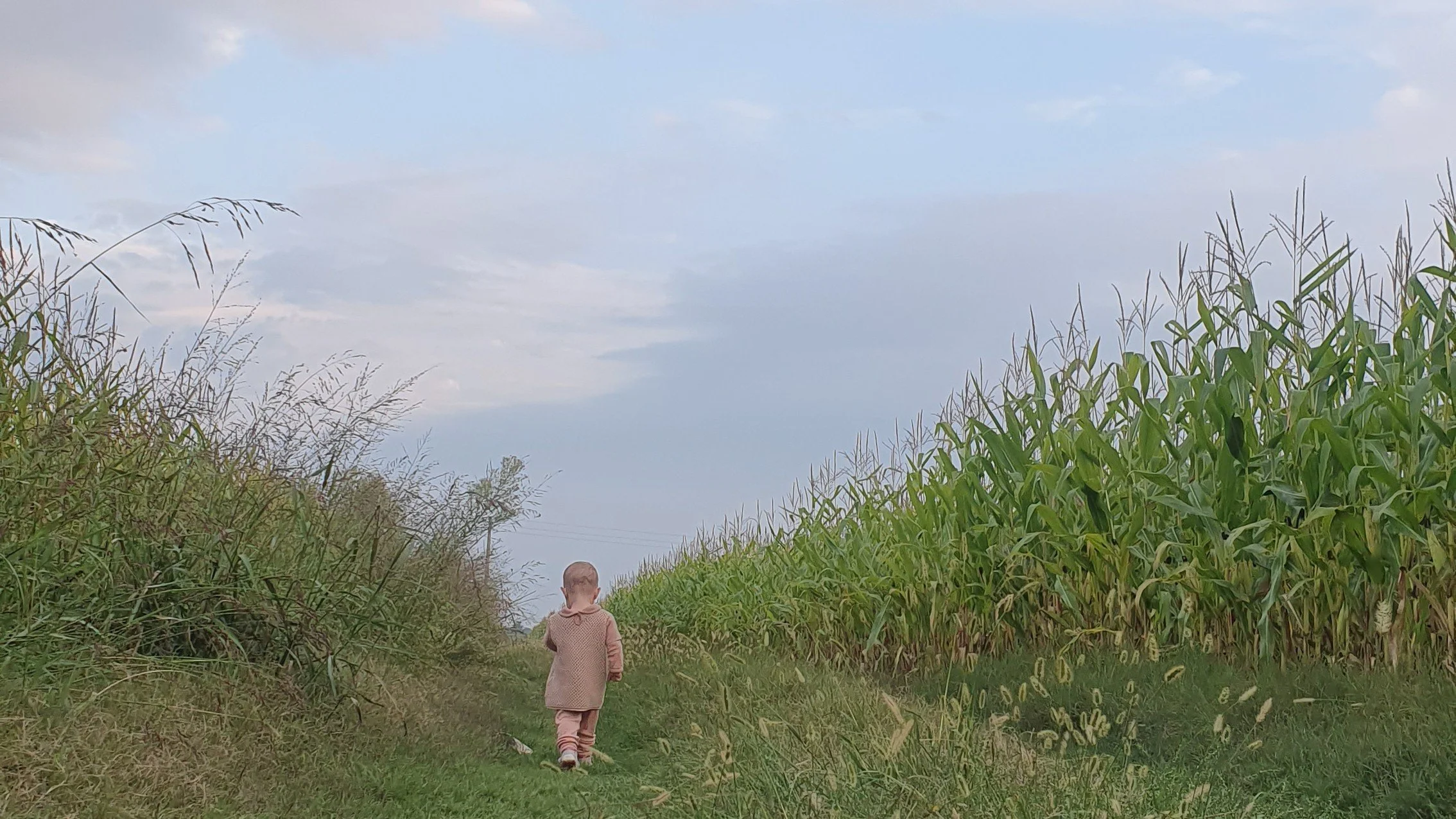 Bambina di tre anni che cammina da sola in un campo di mais sotto un cielo primaverile