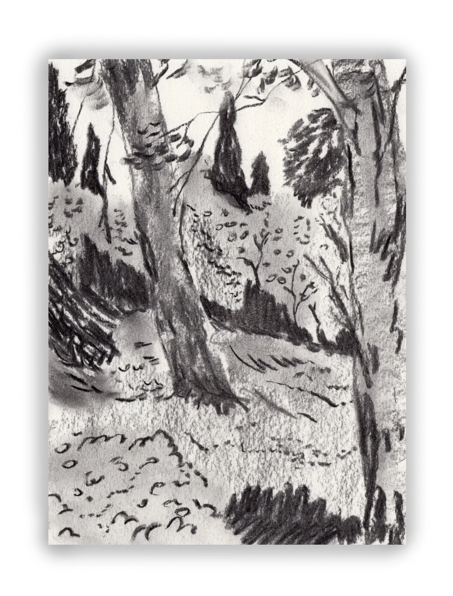 charcoal trees 2.jpg